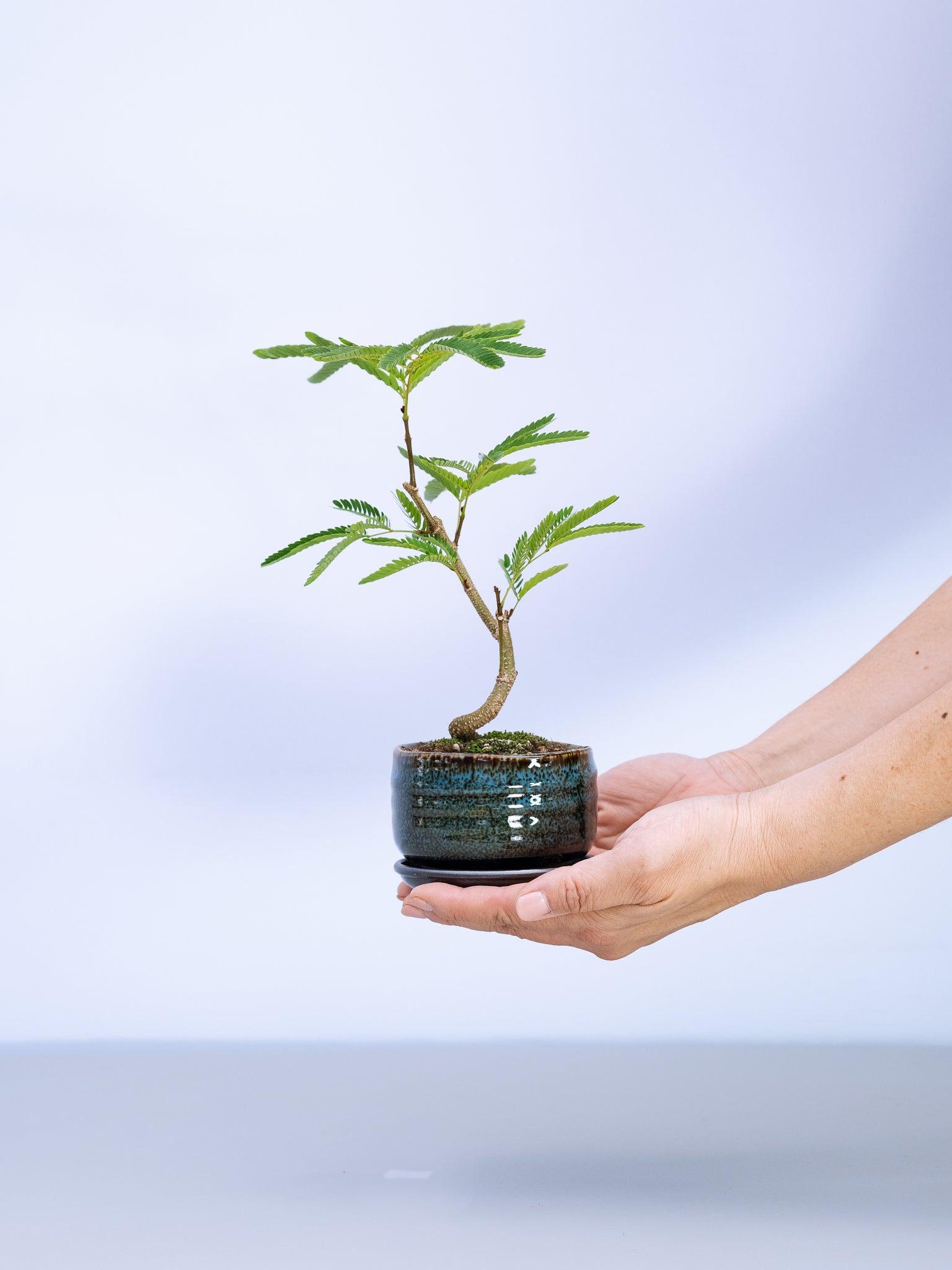 一点もの】モンステラ・コンパクタ Table-M #9 | 観葉植物・お花の通販