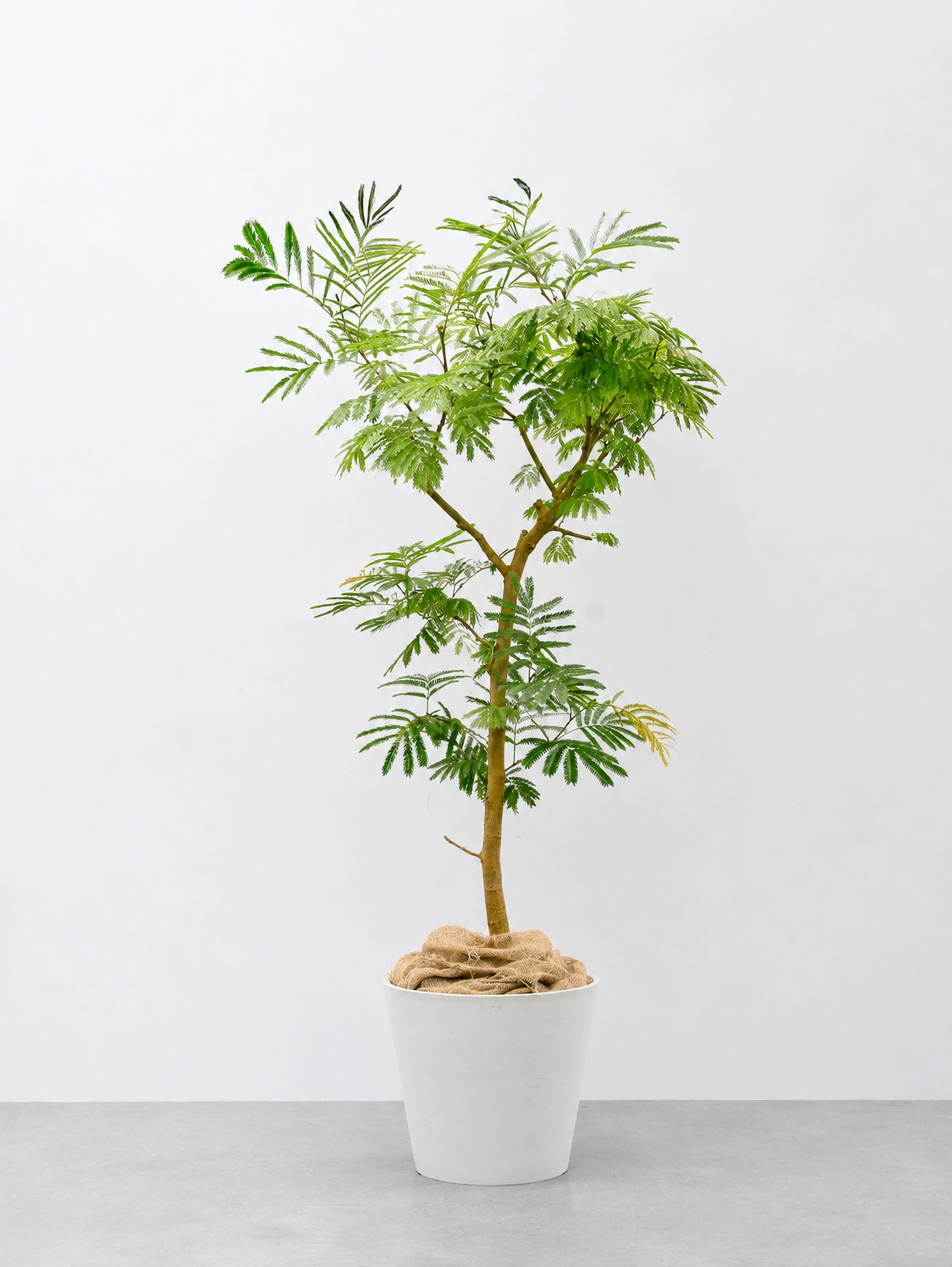 【一点もの】エバーフレッシュ XL 【首都圏限定】