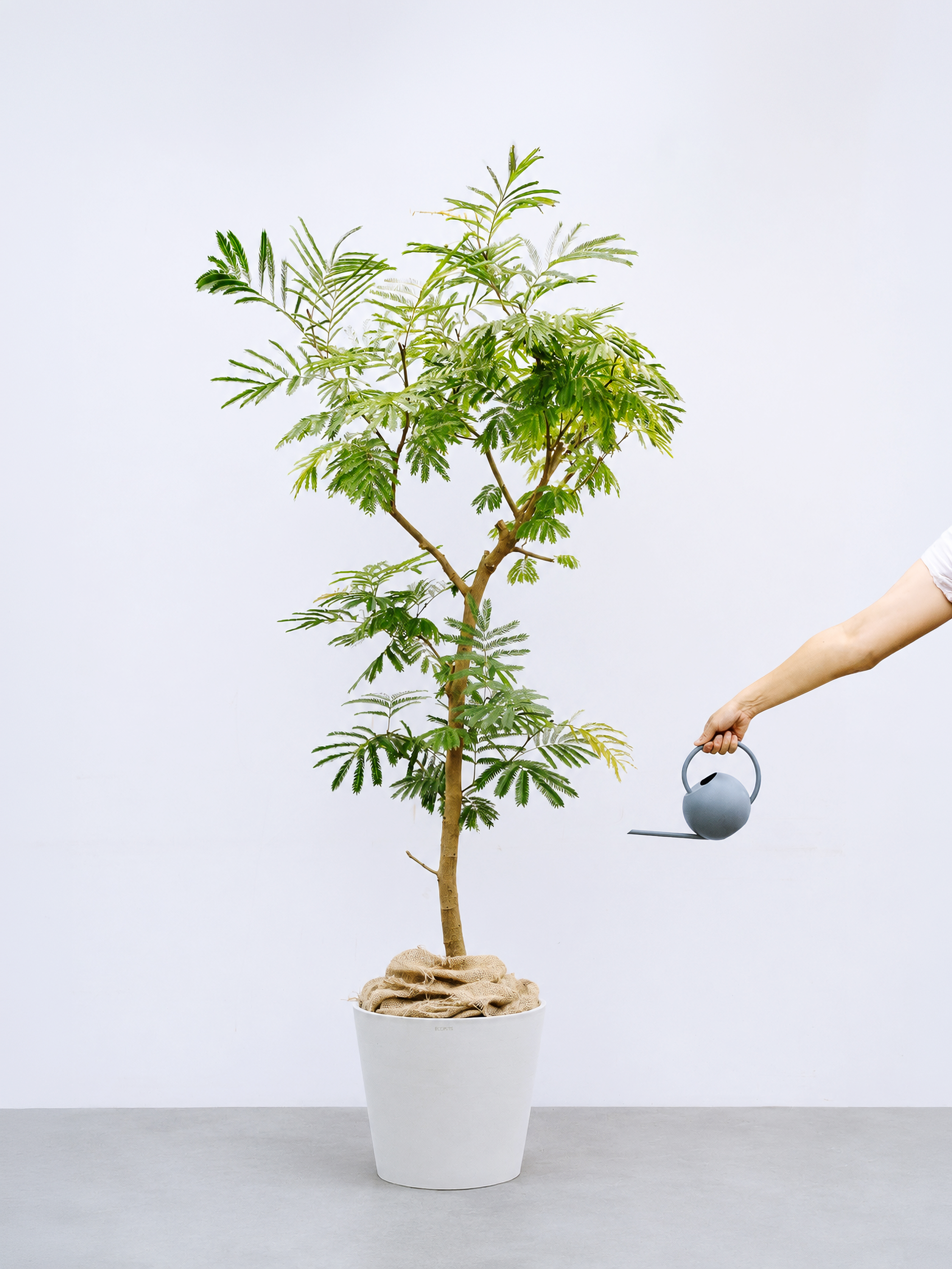 一点もの】エバーフレッシュ XL 【首都圏限定】 | 観葉植物・お花の