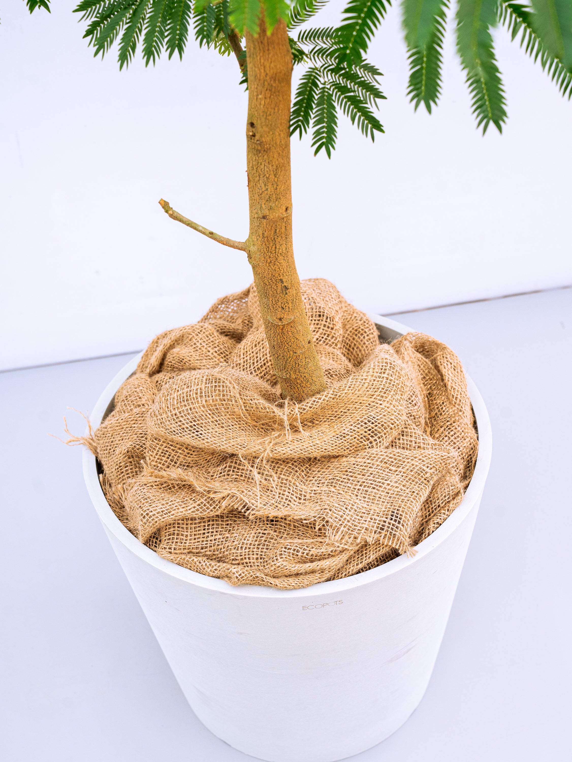 一点もの】エバーフレッシュ XL 【首都圏限定】 | 観葉植物・お花の
