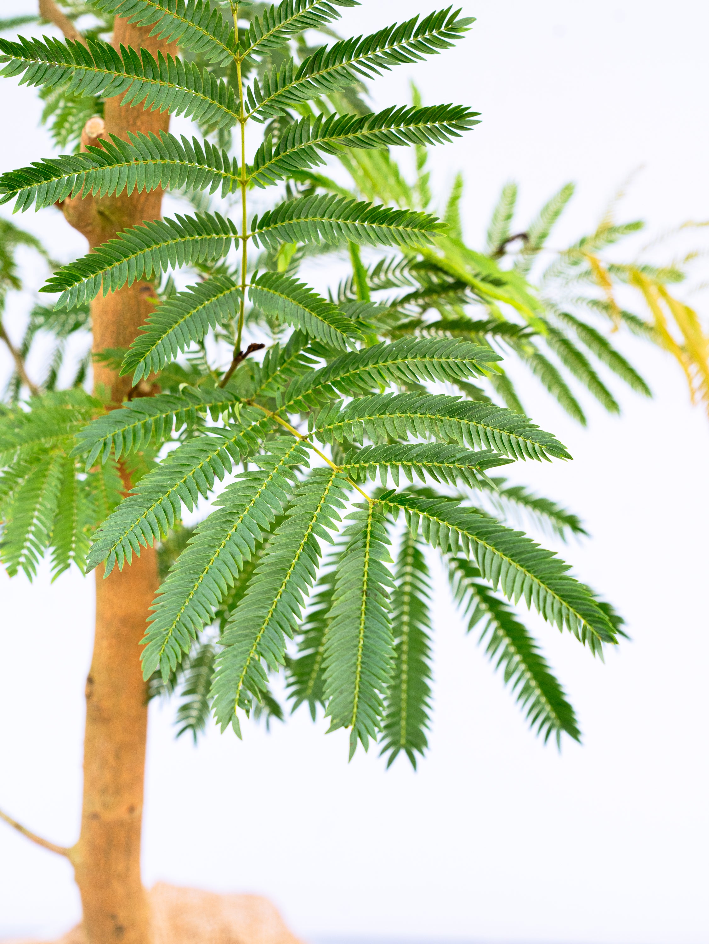 一点もの】エバーフレッシュ XL 【首都圏限定】 | 観葉植物・お花の
