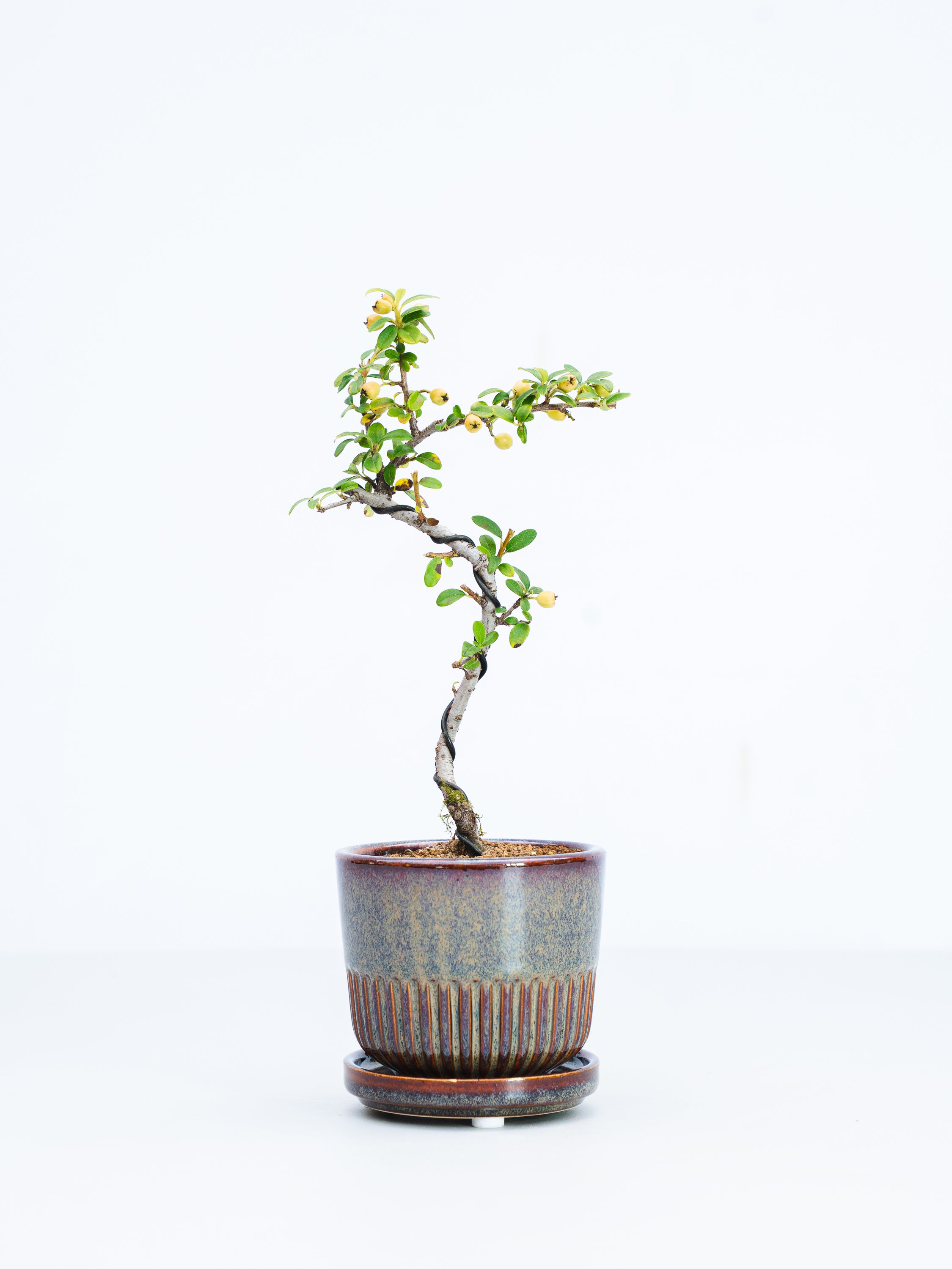 【一点もの】コケモモカマツカ Table-S