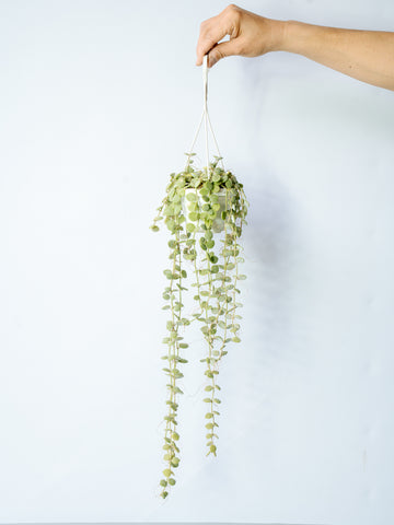 【一点もの】ディスキディア・ヌンムラリア ハンギング #1