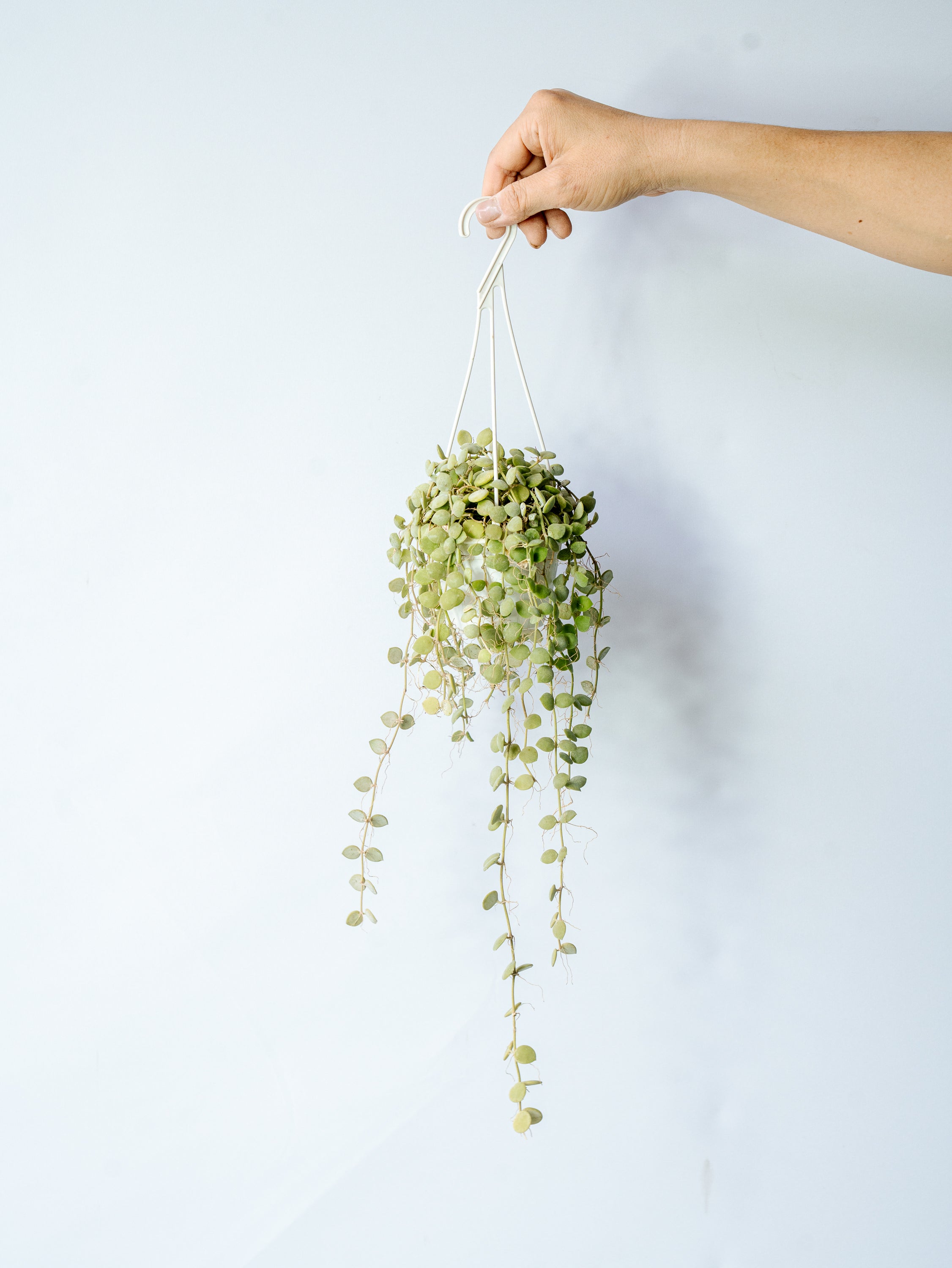 【一点もの】ディスキディア・ヌンムラリア ハンギング #2