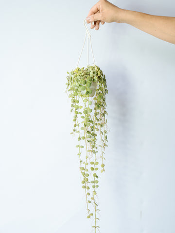 【一点もの】ディスキディア・ヌンムラリア ハンギング #3