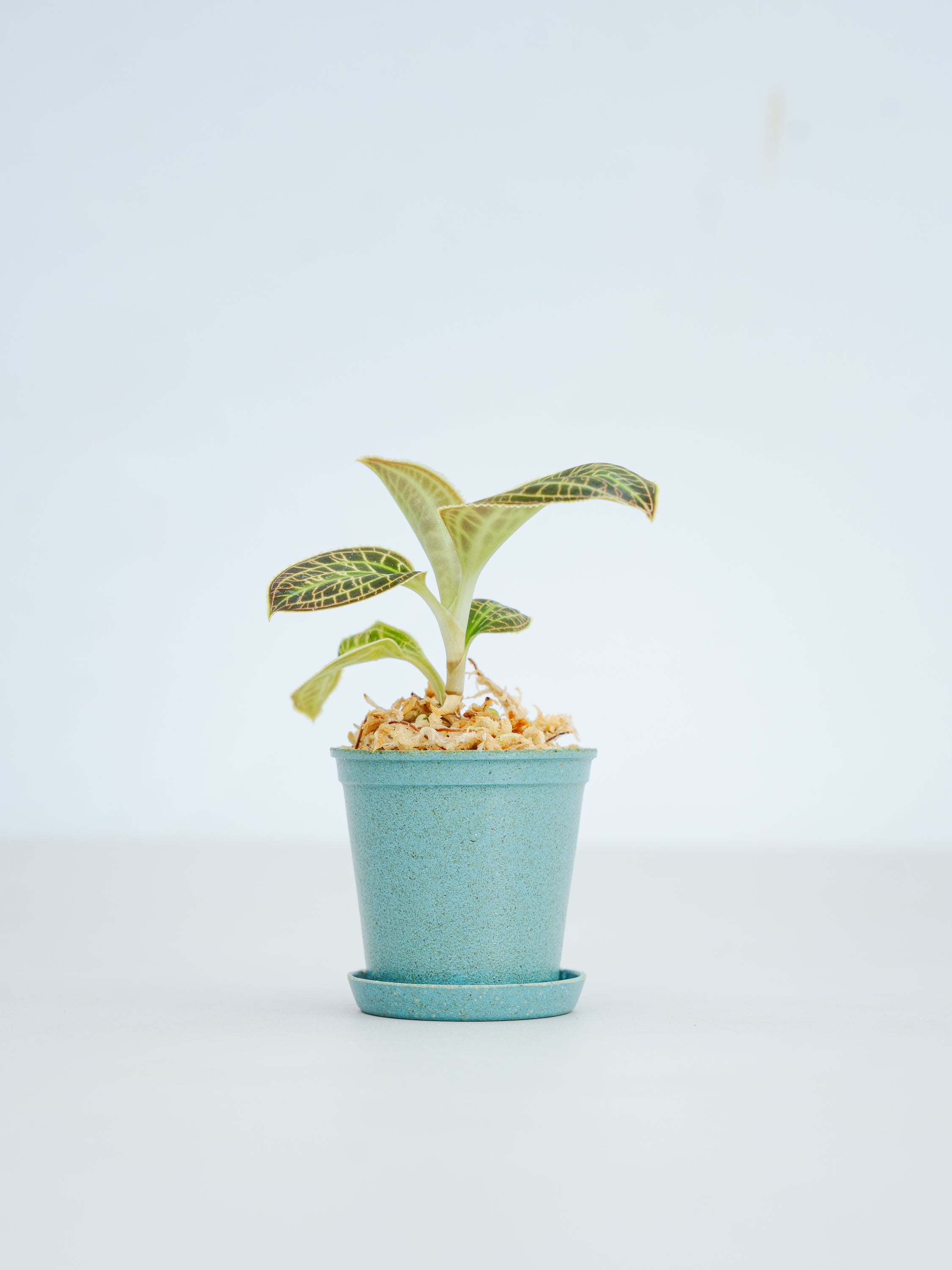 一点もの】マコデス・サンデリアナ baby #3 | 観葉植物・お花の通販 