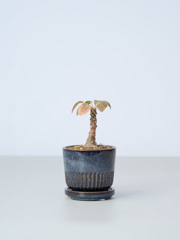 【一点もの】ドルステニアSP Table-S  #1