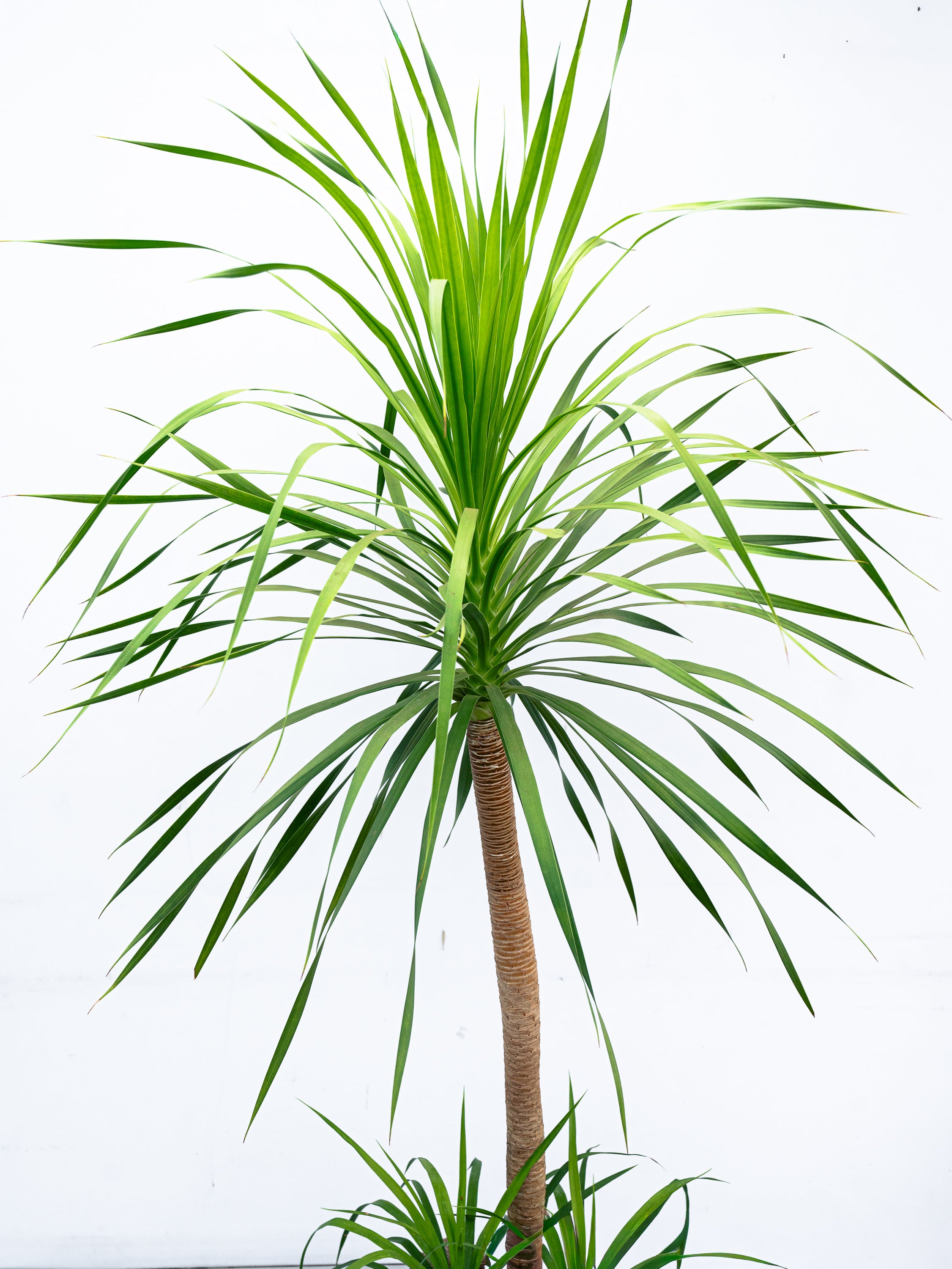 一点もの】ドラセナ・カンボジアーナ XL 【首都圏限定】 | 観葉植物