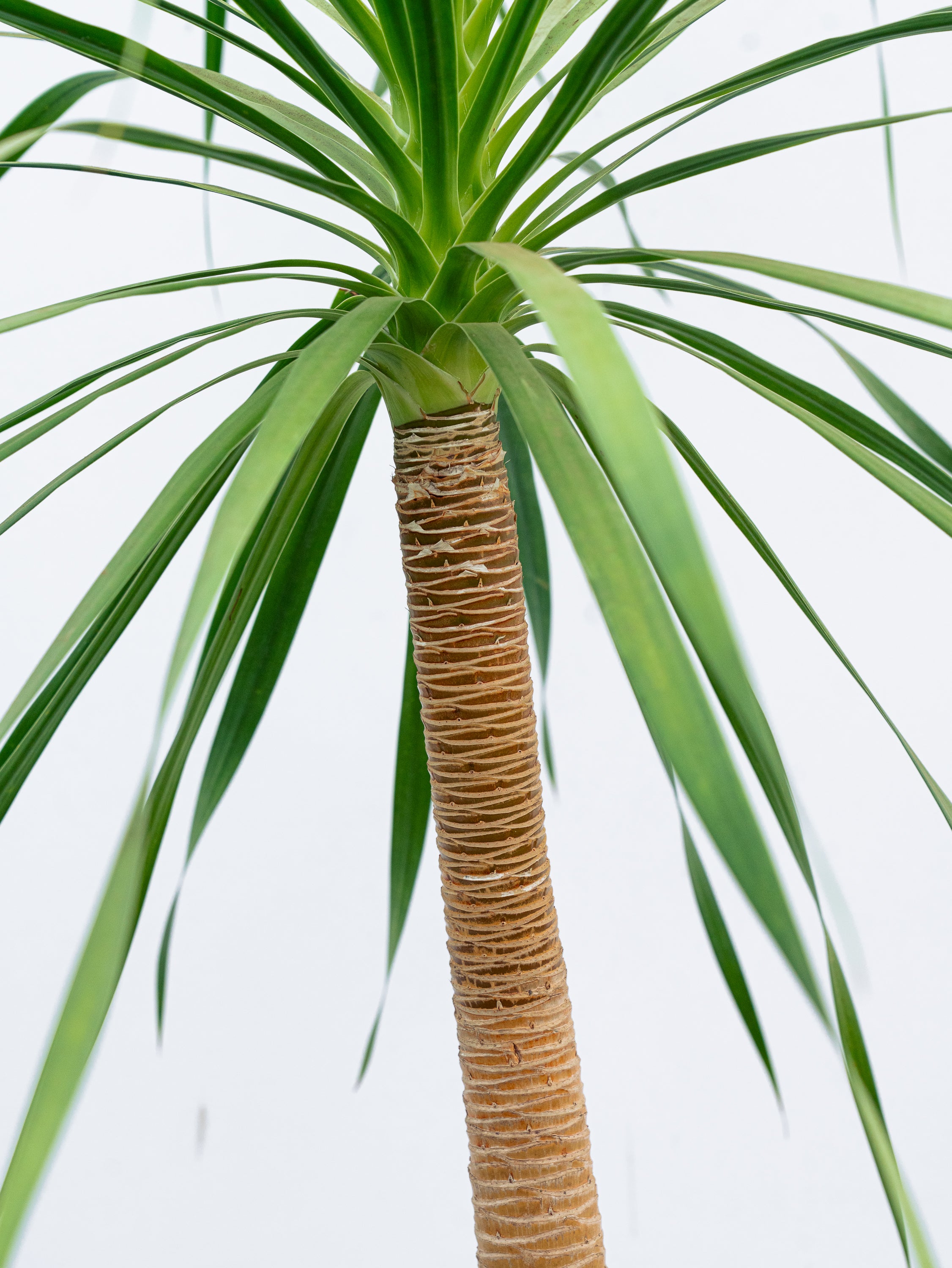 一点もの】ドラセナ・カンボジアーナ XL 【首都圏限定】 | 観葉植物
