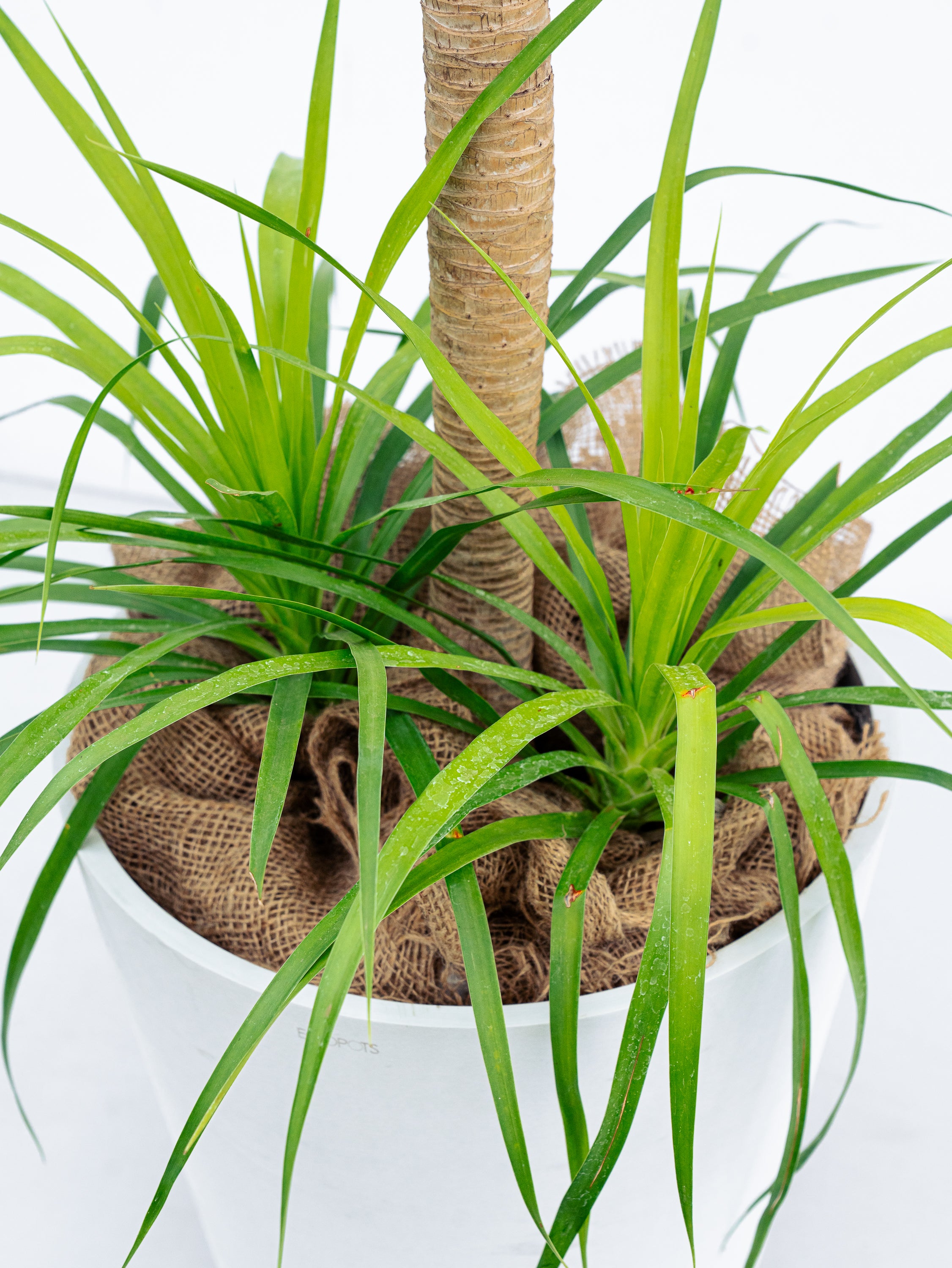 【一点物】ドラセナカンボジアーナ多頭8号110cm観葉植物|4A 一点もの】ドラセナ・カンボジアーナ XL 【首都圏限定】 | 観葉植物