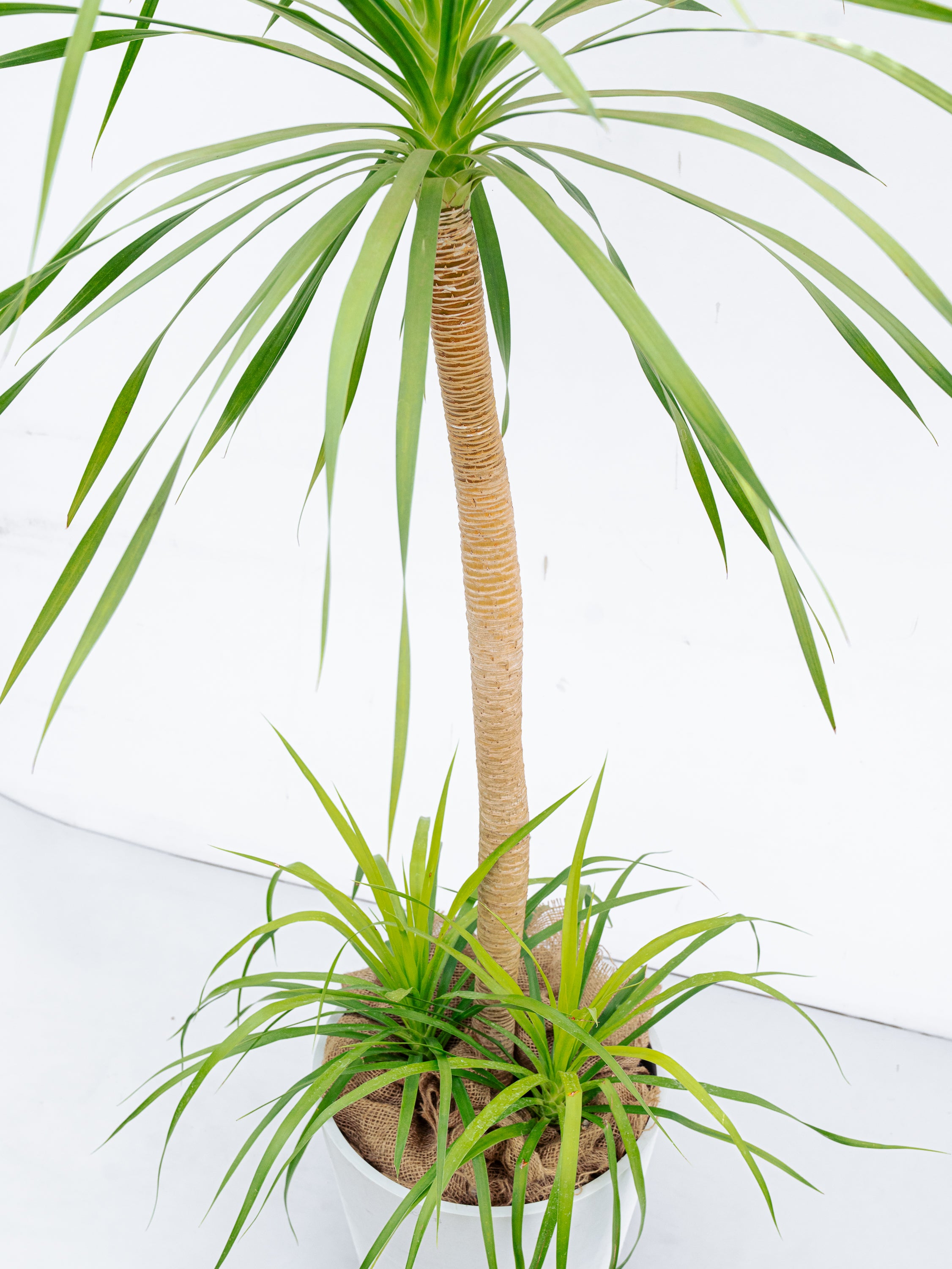 一点もの】ドラセナ・カンボジアーナ XL 【首都圏限定】 | 観葉植物