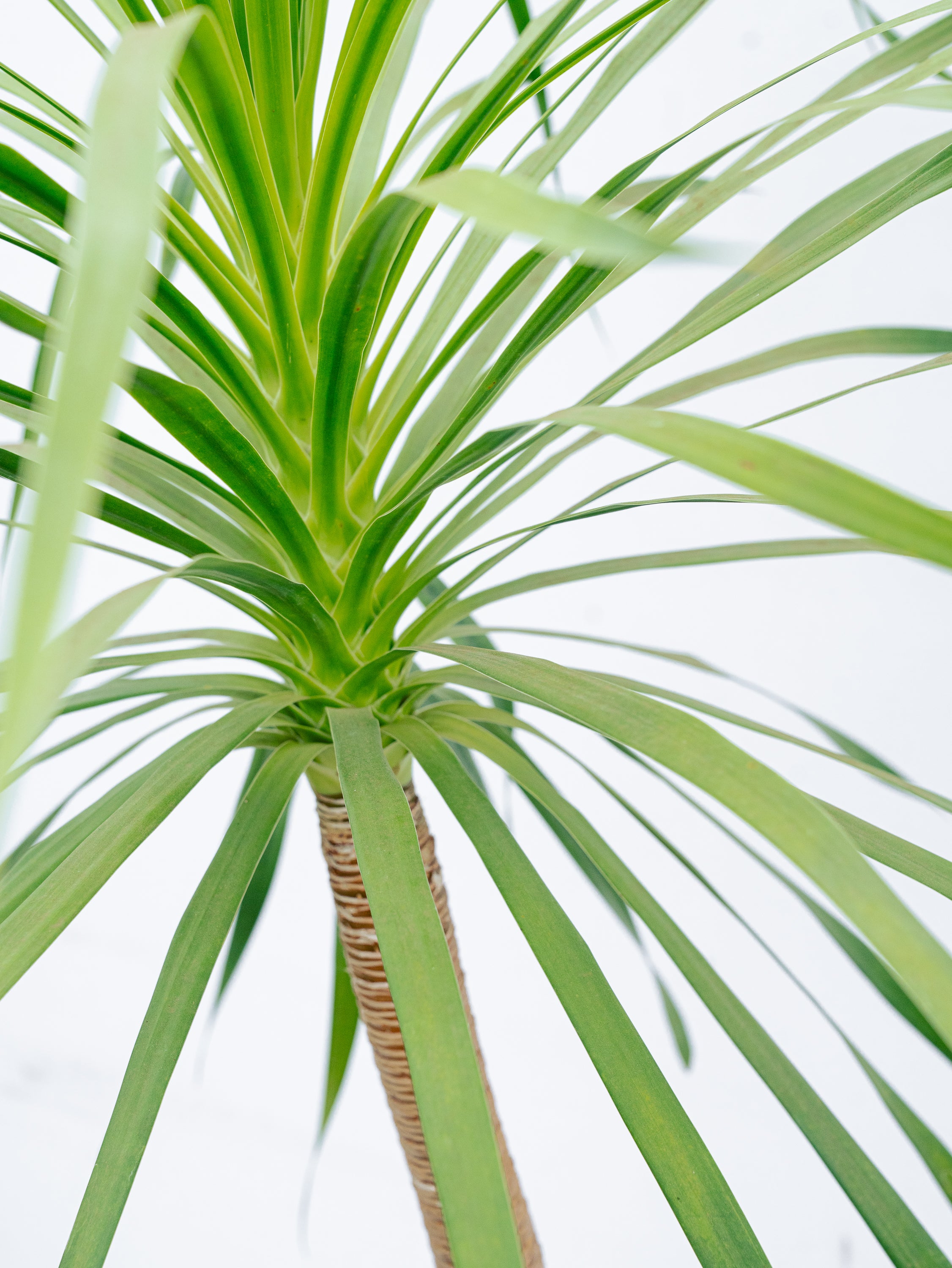 一点もの】ドラセナ・カンボジアーナ XL 【首都圏限定】 | 観葉植物