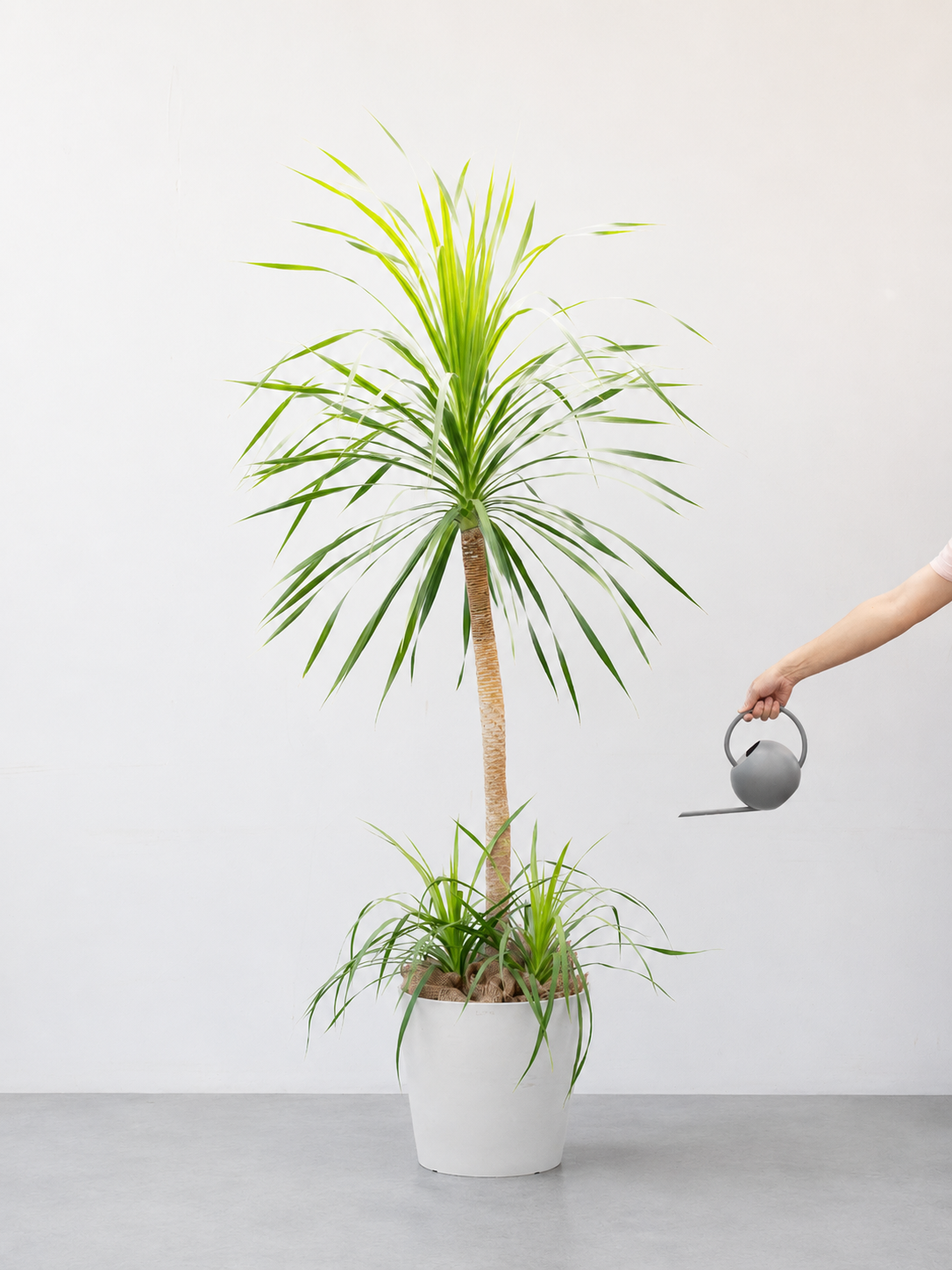 一点もの】ドラセナ・カンボジアーナ XL 【首都圏限定】 | 観葉植物