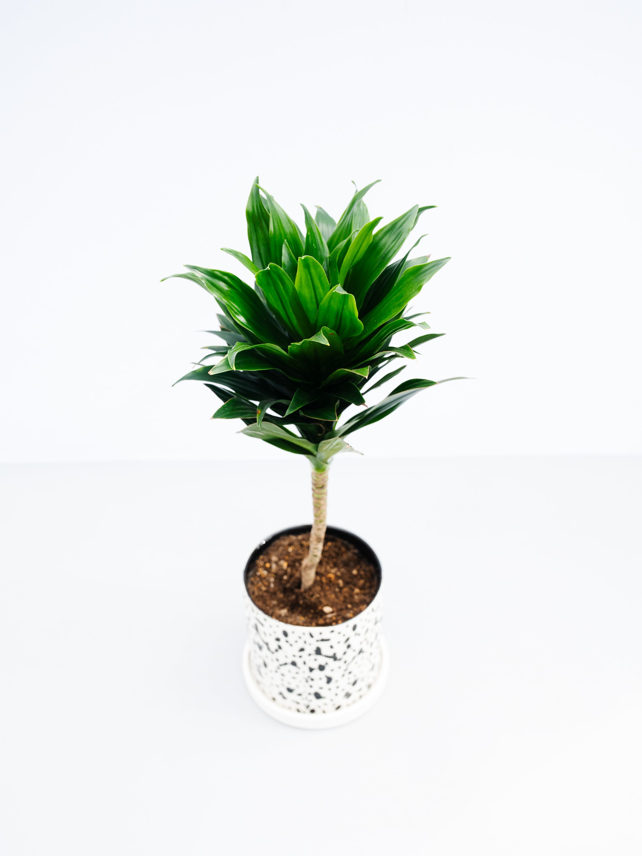一点もの】ドラセナ・コンパクタ Table-L #1 | 観葉植物・お花の通販