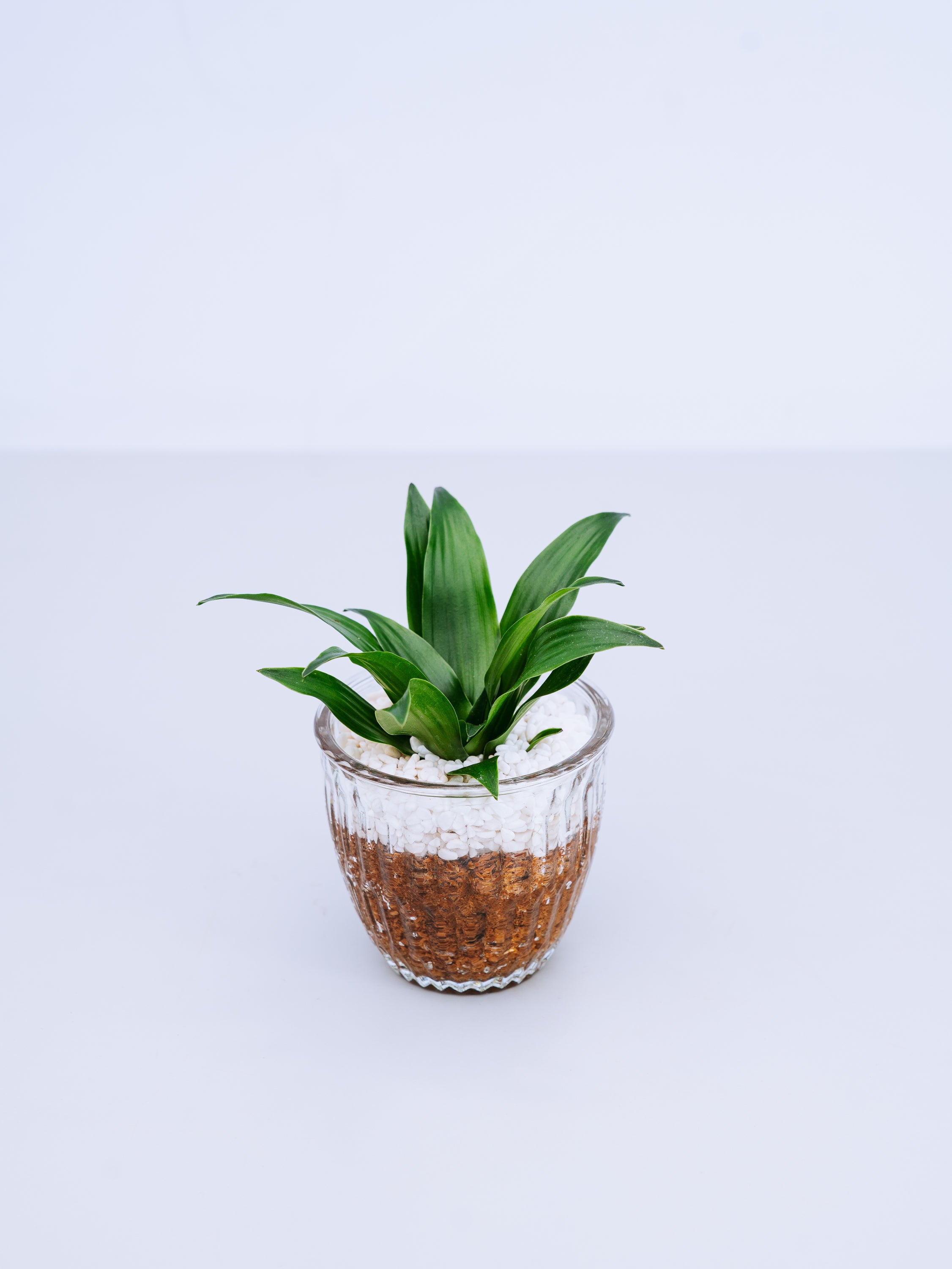 ドラセナ　コンパクタ　鉢皿付き 一点もの】ドラセナ・コンパクタ Table-M | 観葉植物・お花の通販 AND
