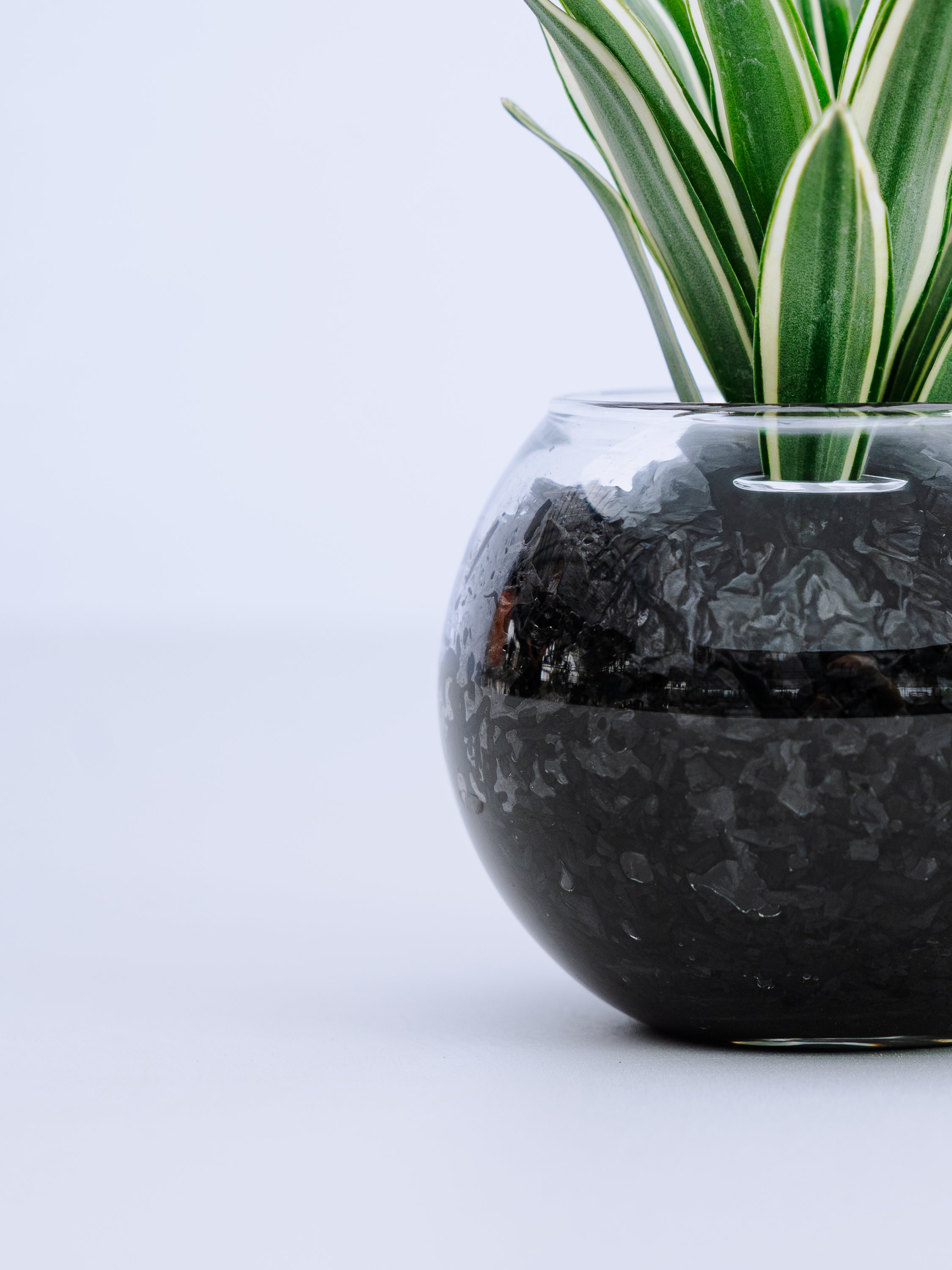 一点もの】ドラセナ・コンパクタ 斑入り Table-S | 観葉植物・お花の