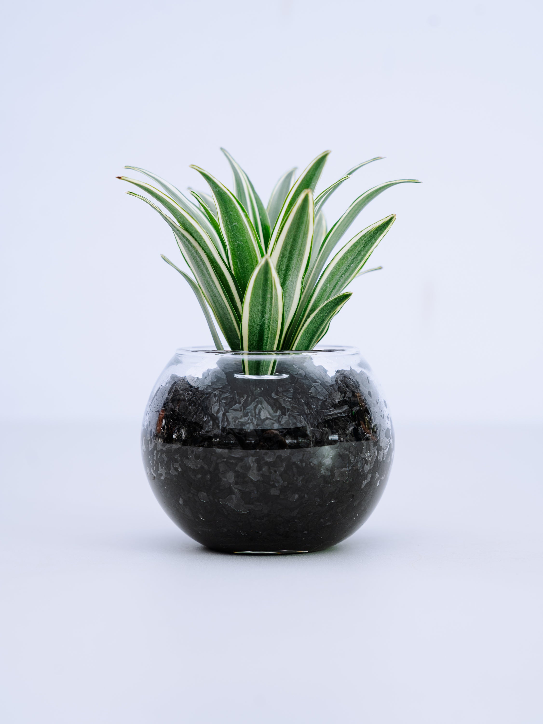 一点もの】ドラセナ・コンパクタ 斑入り Table-S | 観葉植物・お花の