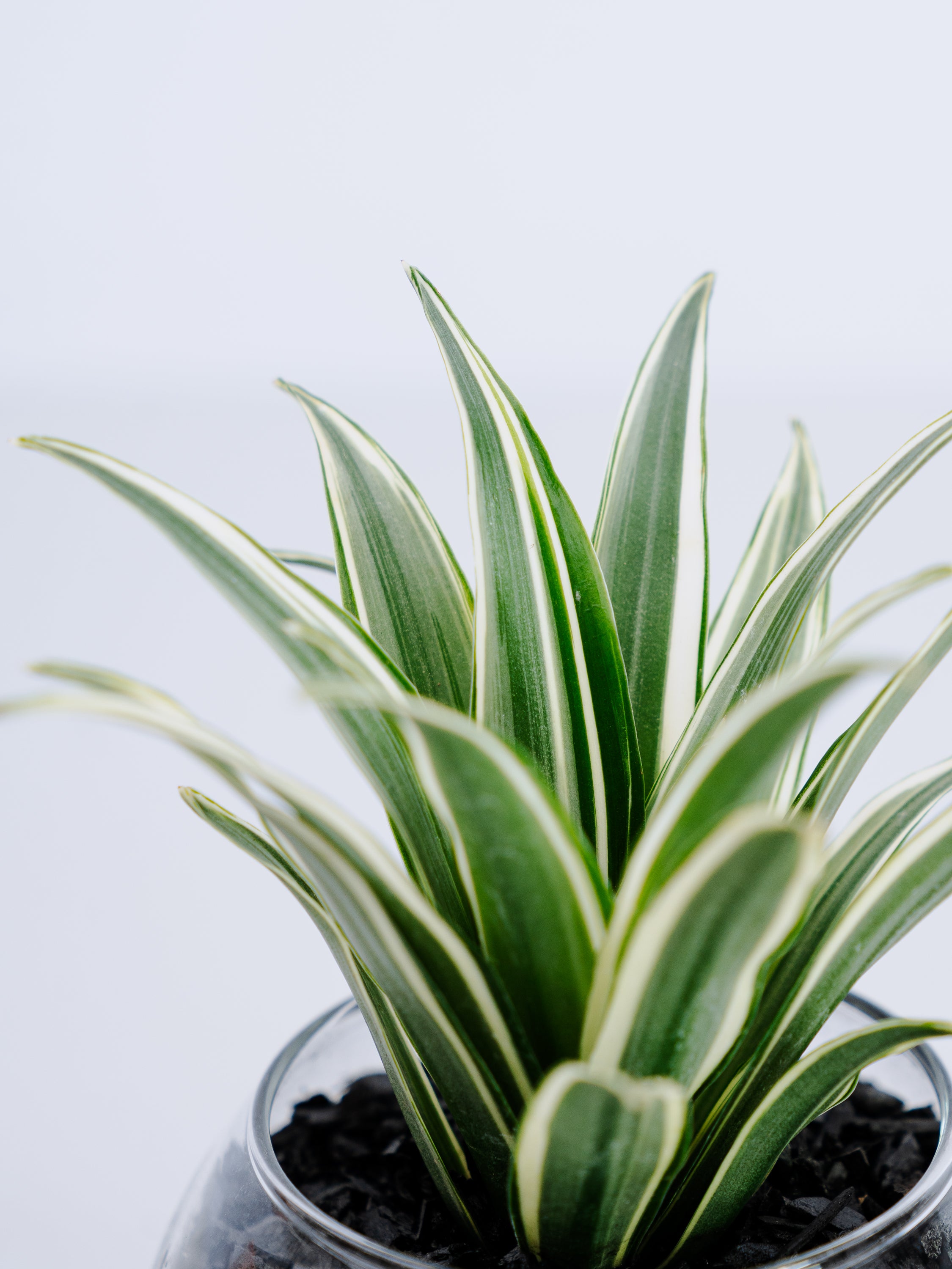 一点もの】ドラセナ・コンパクタ 斑入り Table-S | 観葉植物・お花の