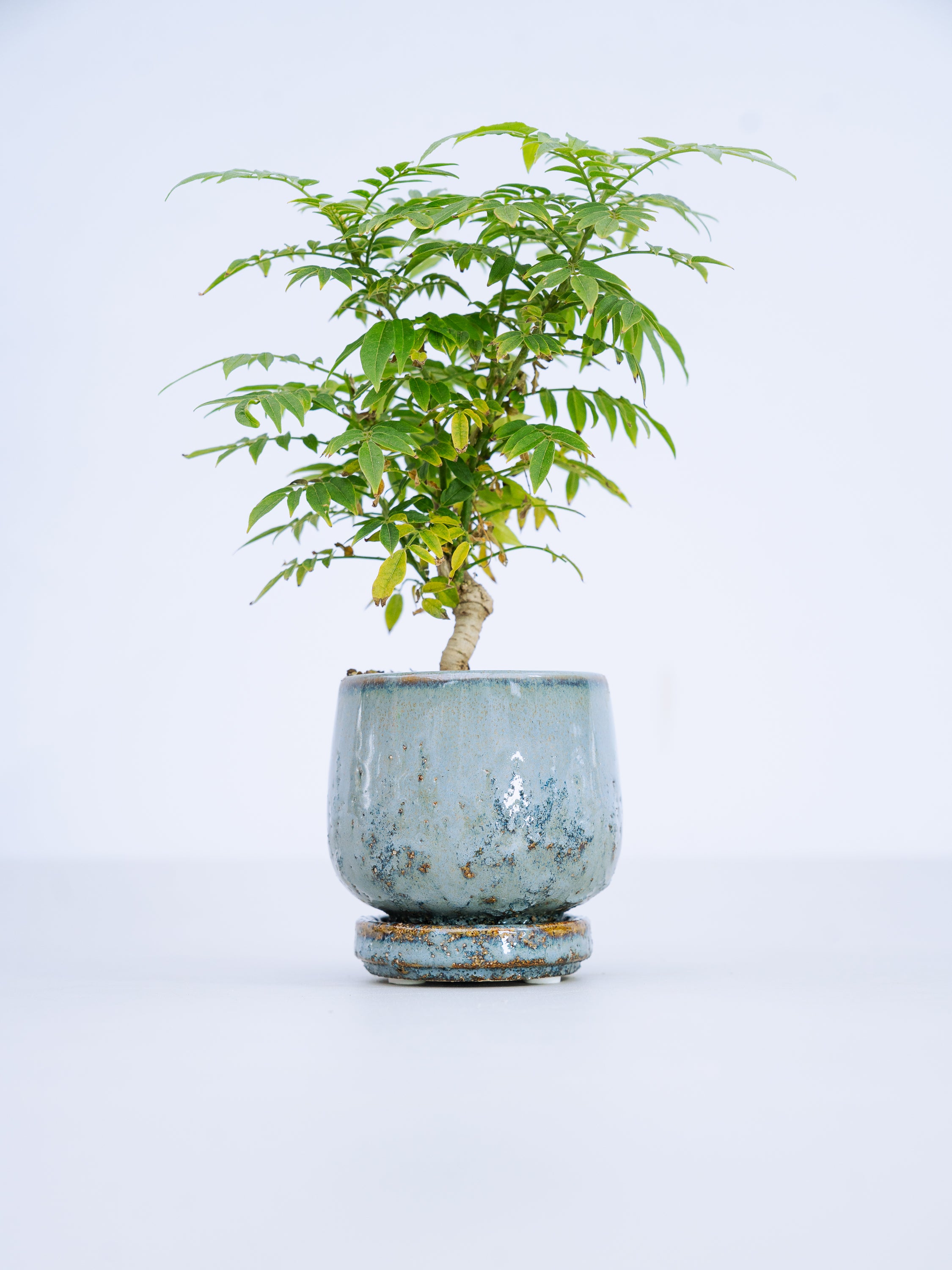 一点もの】小藤 Table-S | 観葉植物・お花の通販 AND PLANTS (アンド 