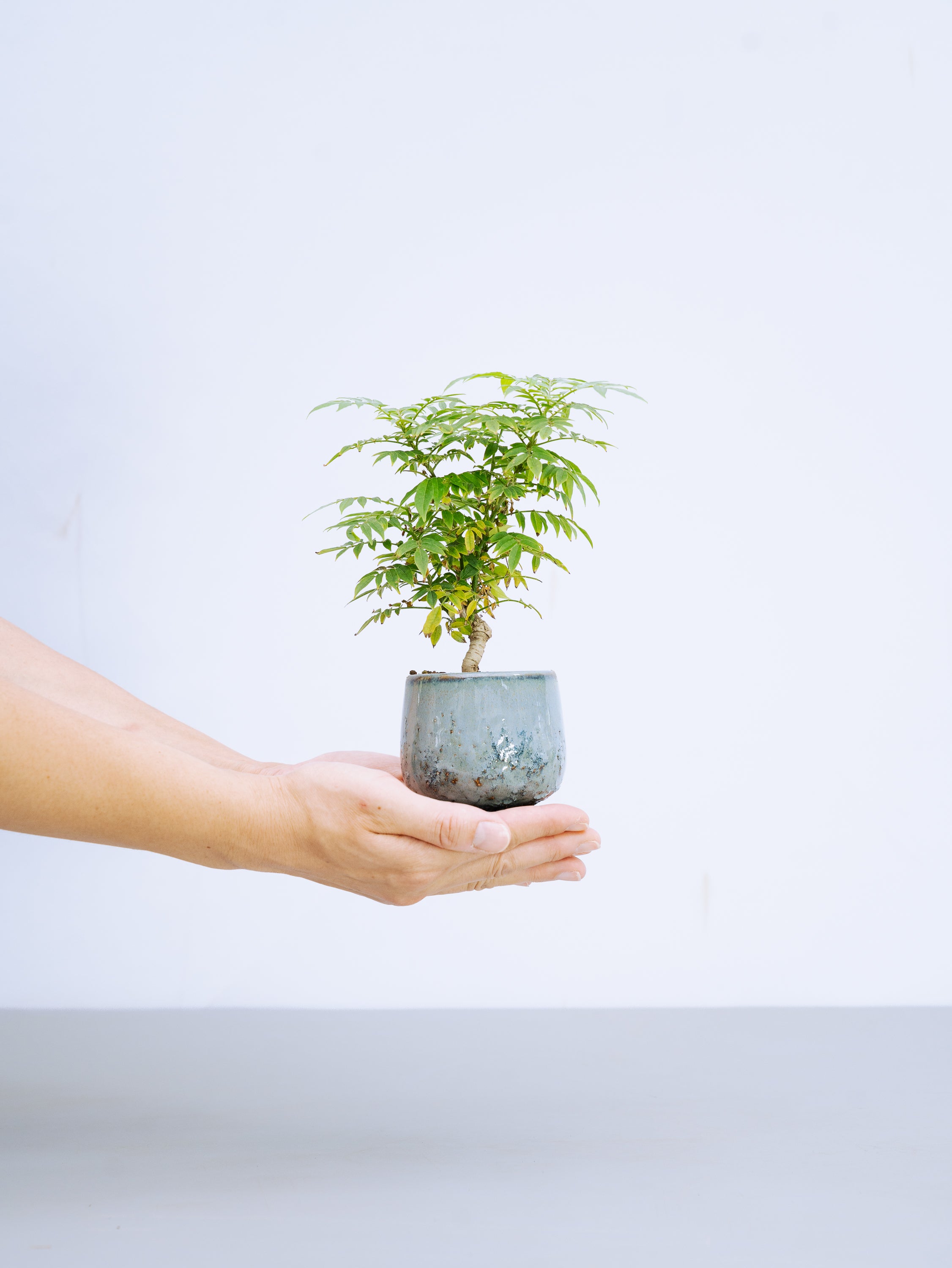 一点もの】小藤 Table-S | 観葉植物・お花の通販 AND PLANTS (アンド 