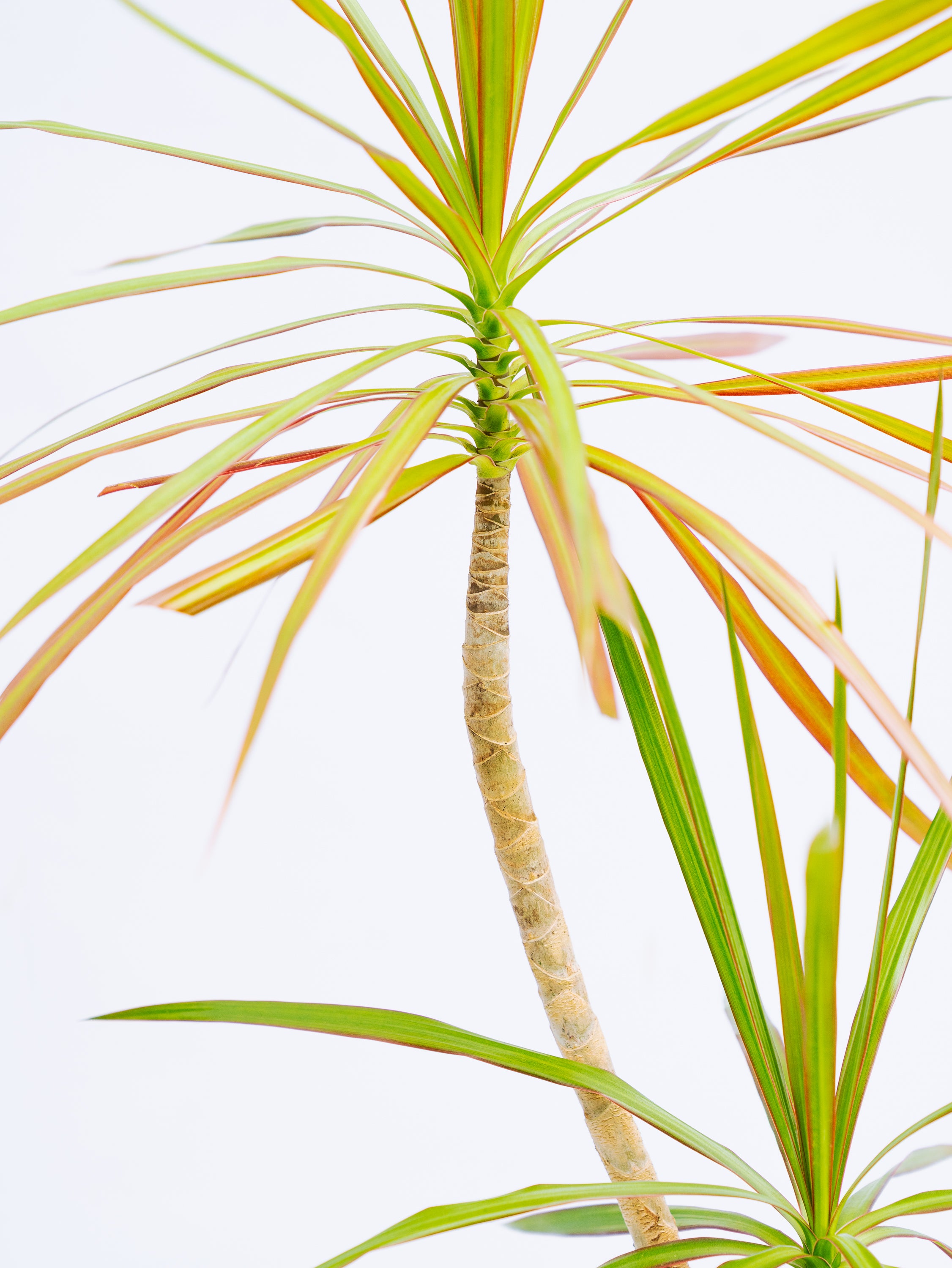 一点もの】ドラセナ・コンシンネ・トリカラー S | 観葉植物・お花の