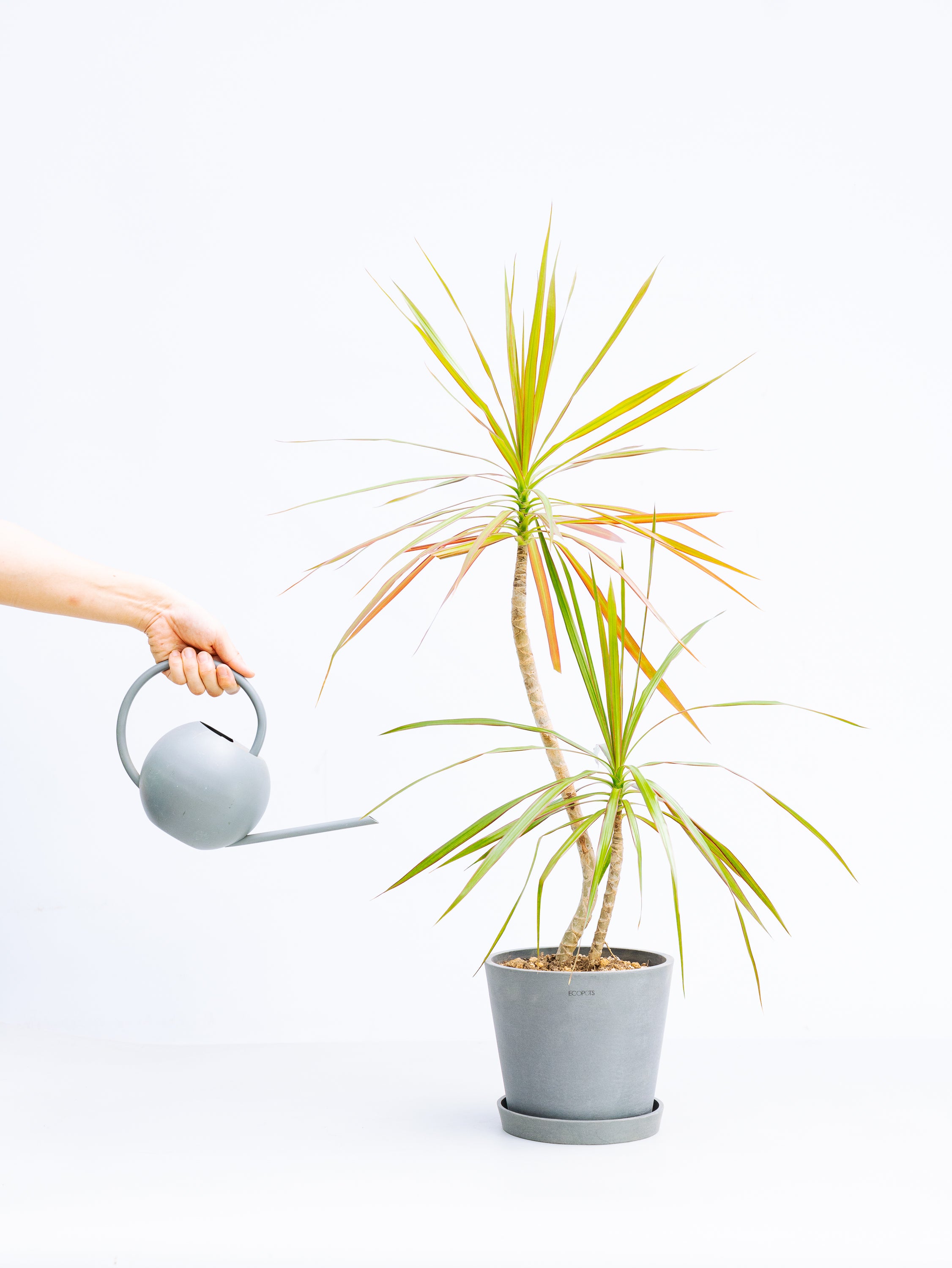一点もの】ドラセナ・コンシンネ・トリカラー S | 観葉植物・お花の