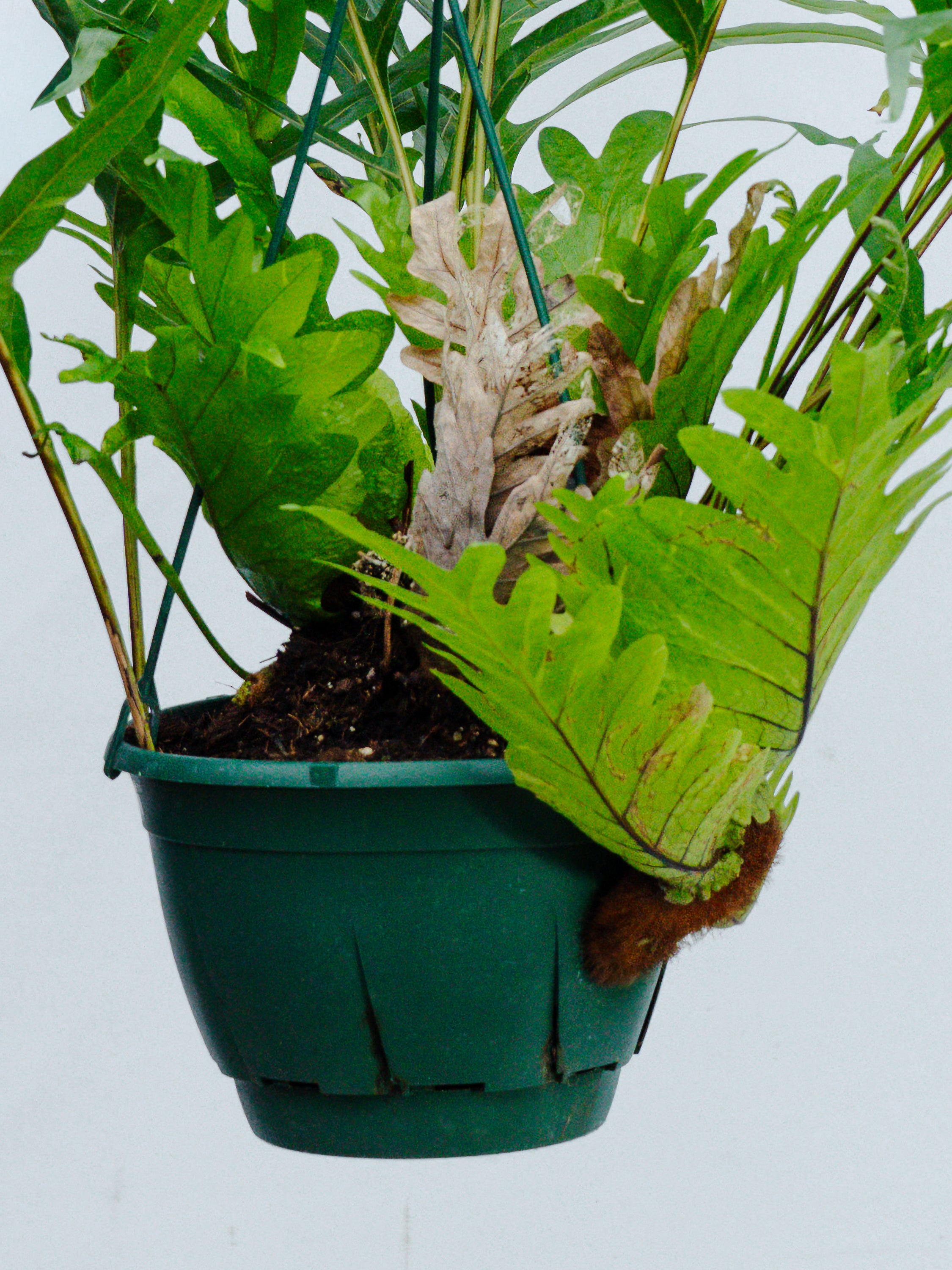 一点もの】ドリナリア・クエルシフォリア -ハンギング- | 観葉植物