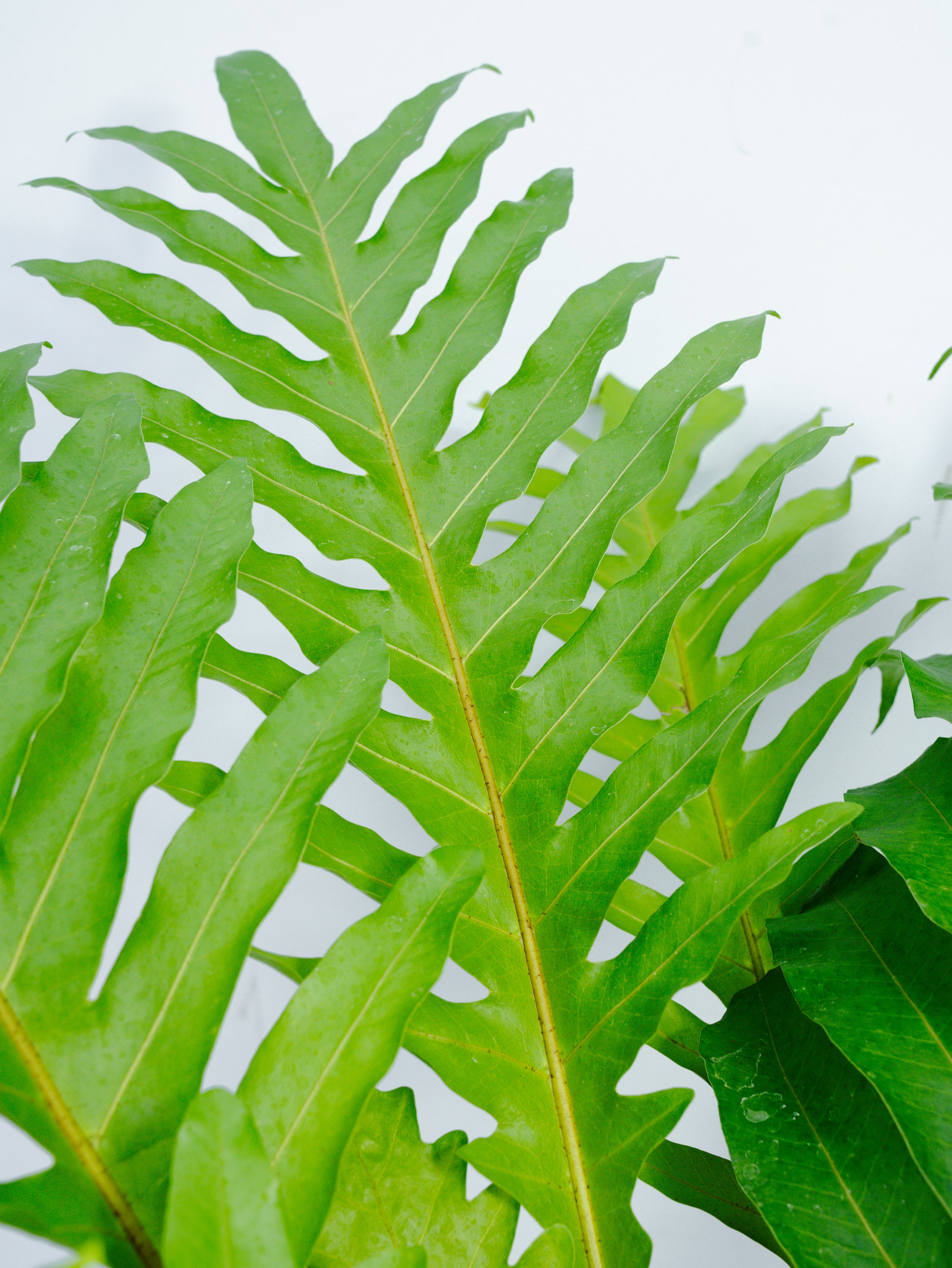 一点もの】ドリナリア・クエルシフォリア L | 観葉植物・お花の通販