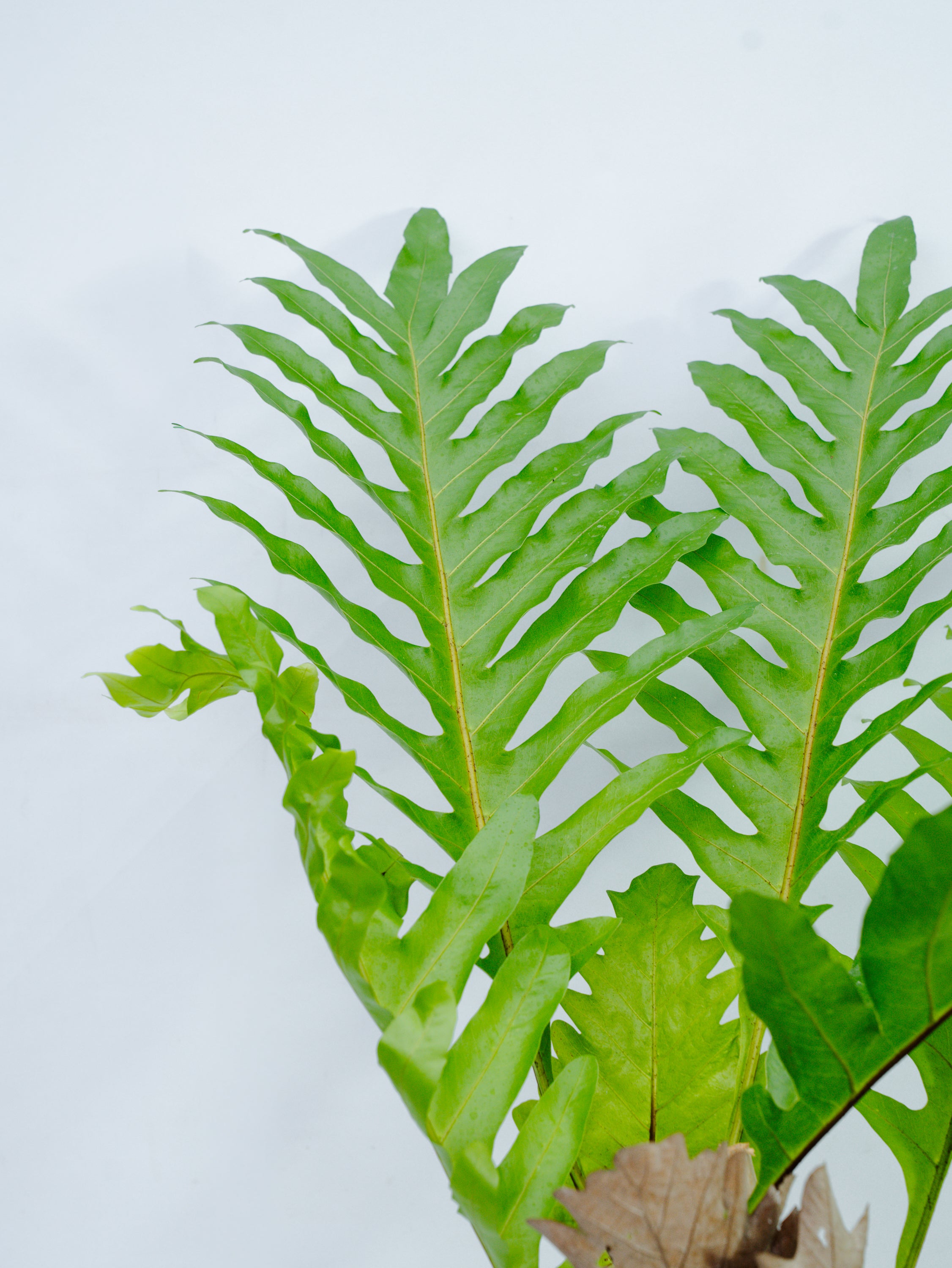 一点もの】ドリナリア・クエルシフォリア L | 観葉植物・お花の通販
