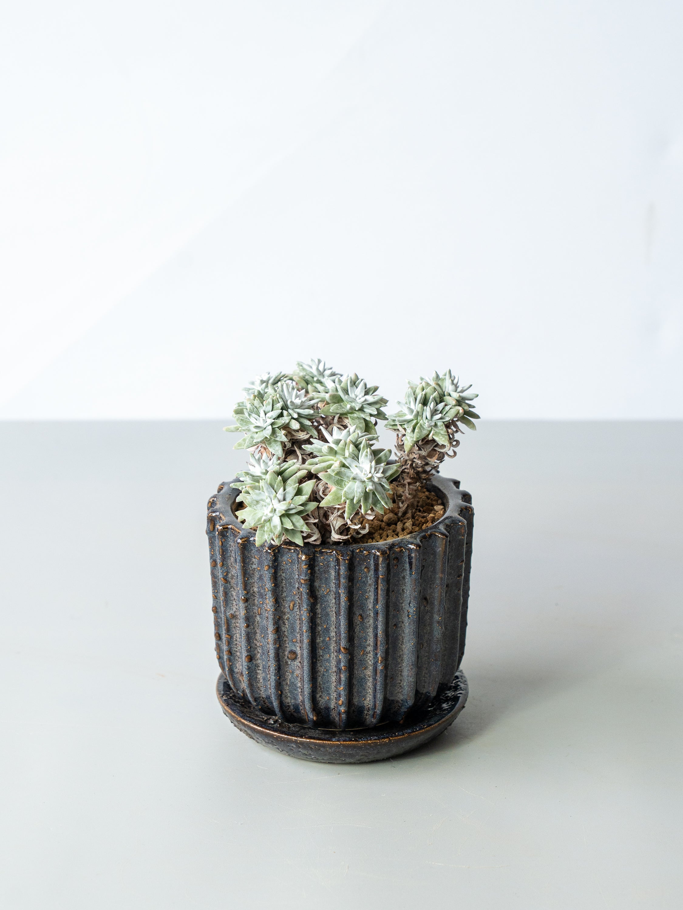 【一点もの】ダドレア・ノーマ（グリーニー）Table-M