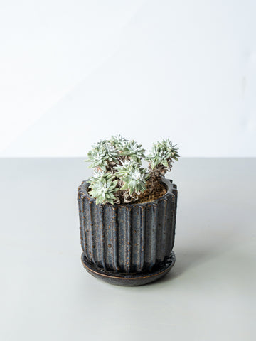 【一点もの】ダドレア・ノーマ（グリーニー）Table-M