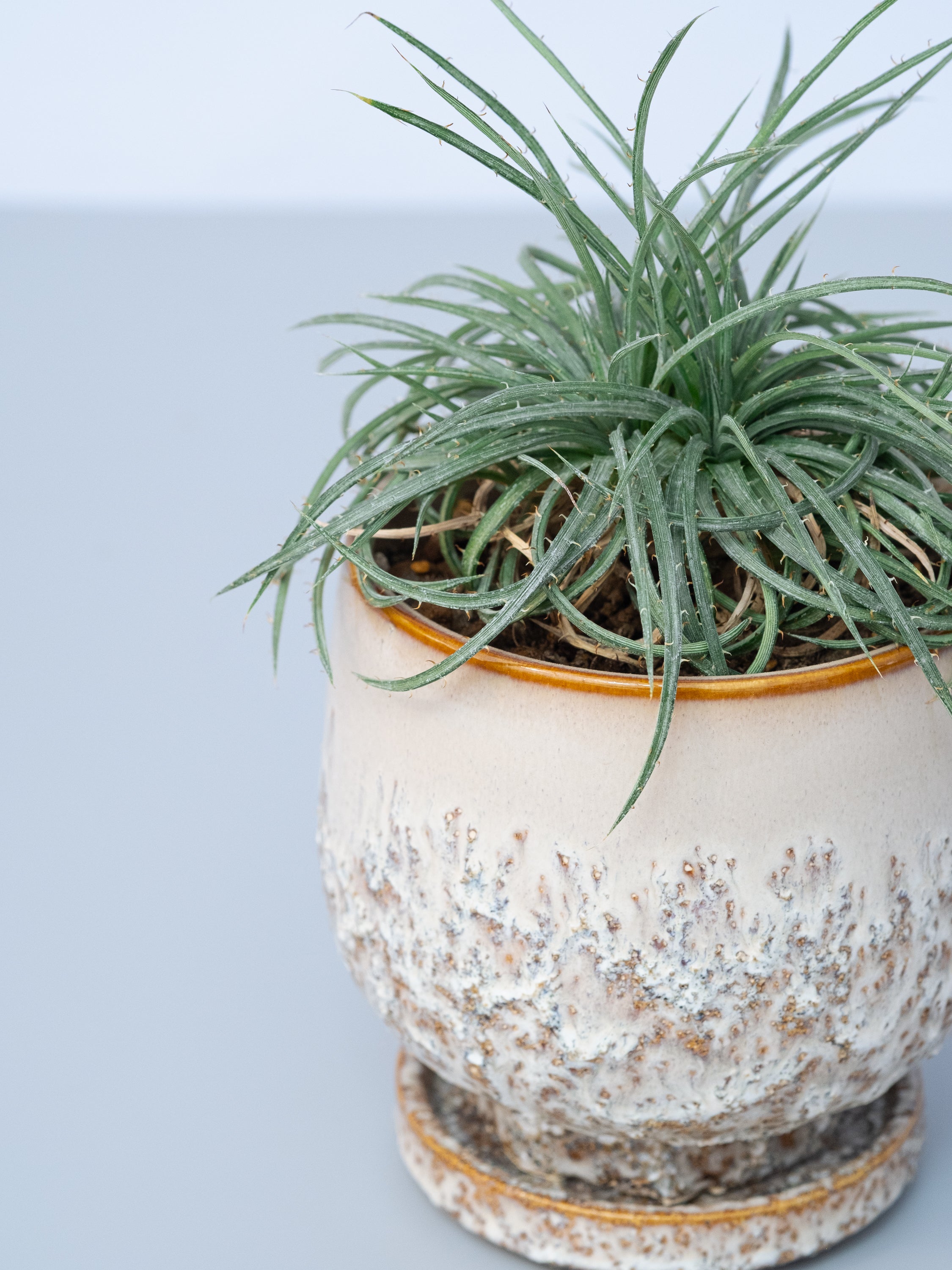 一点もの】ディッキア・コリスタミネア Table-M | 観葉植物・お花の 