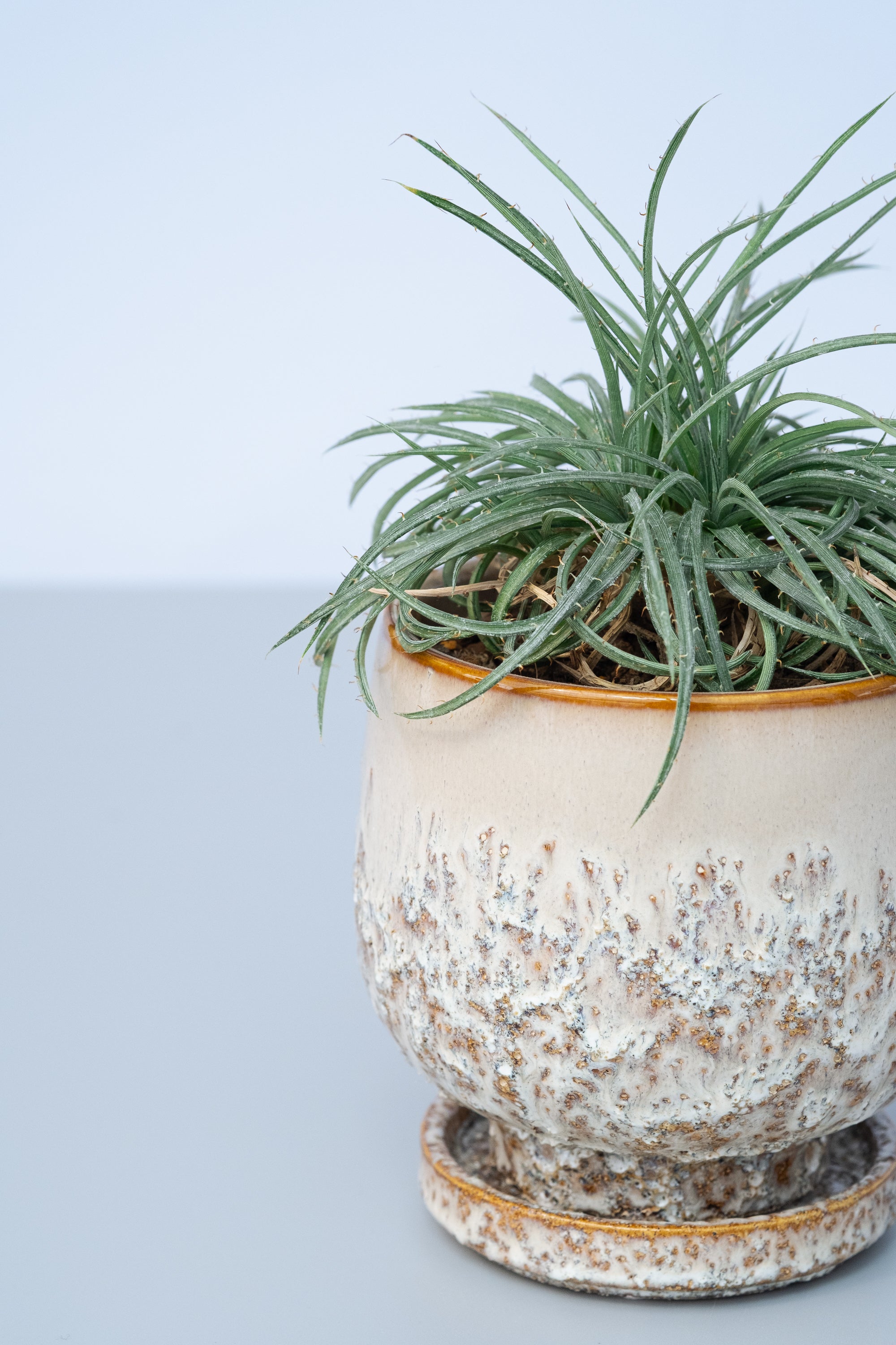 一点もの】ディッキア・コリスタミネア Table-M | 観葉植物・お花の