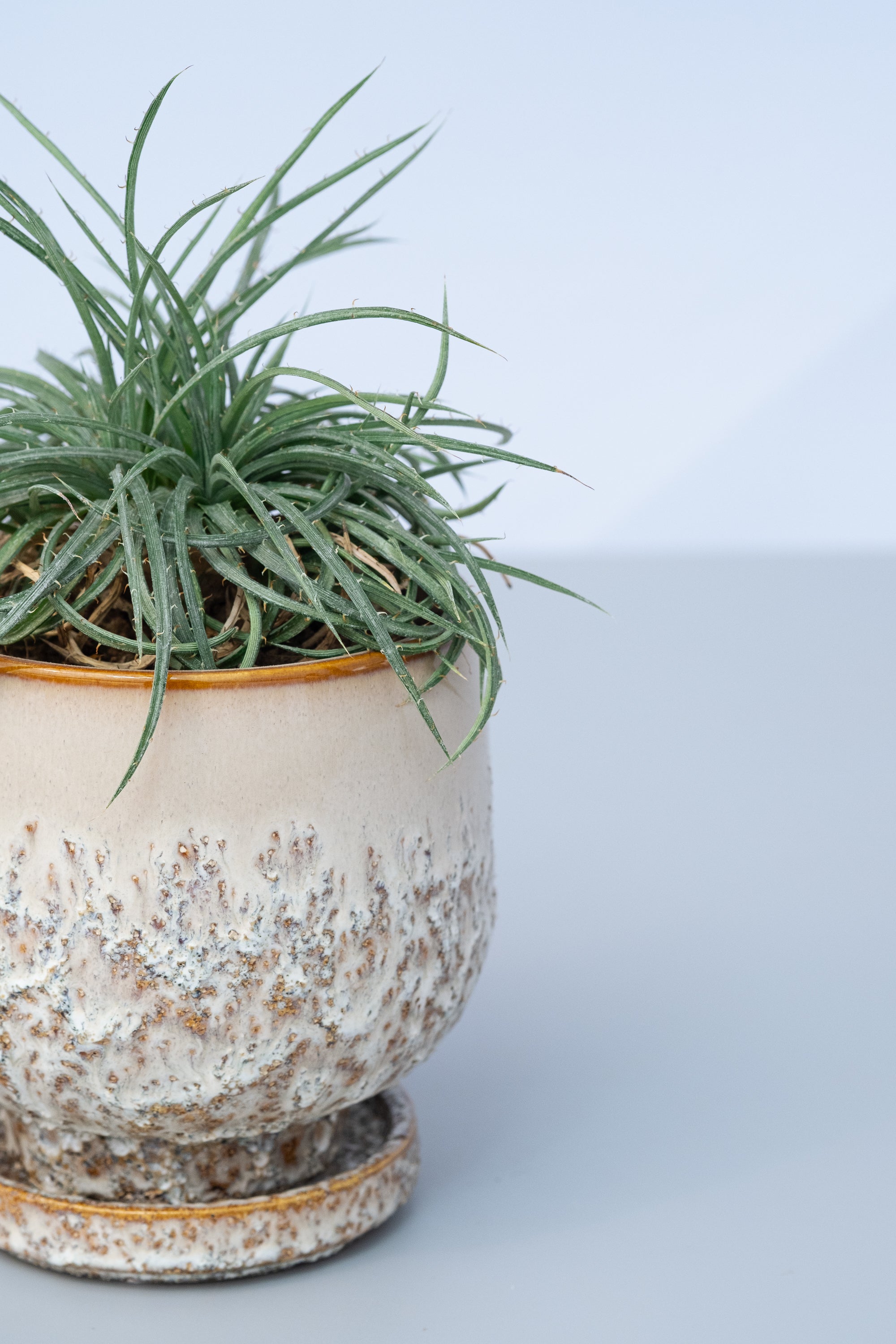 一点もの】ディッキア・コリスタミネア Table-M | 観葉植物・お花の