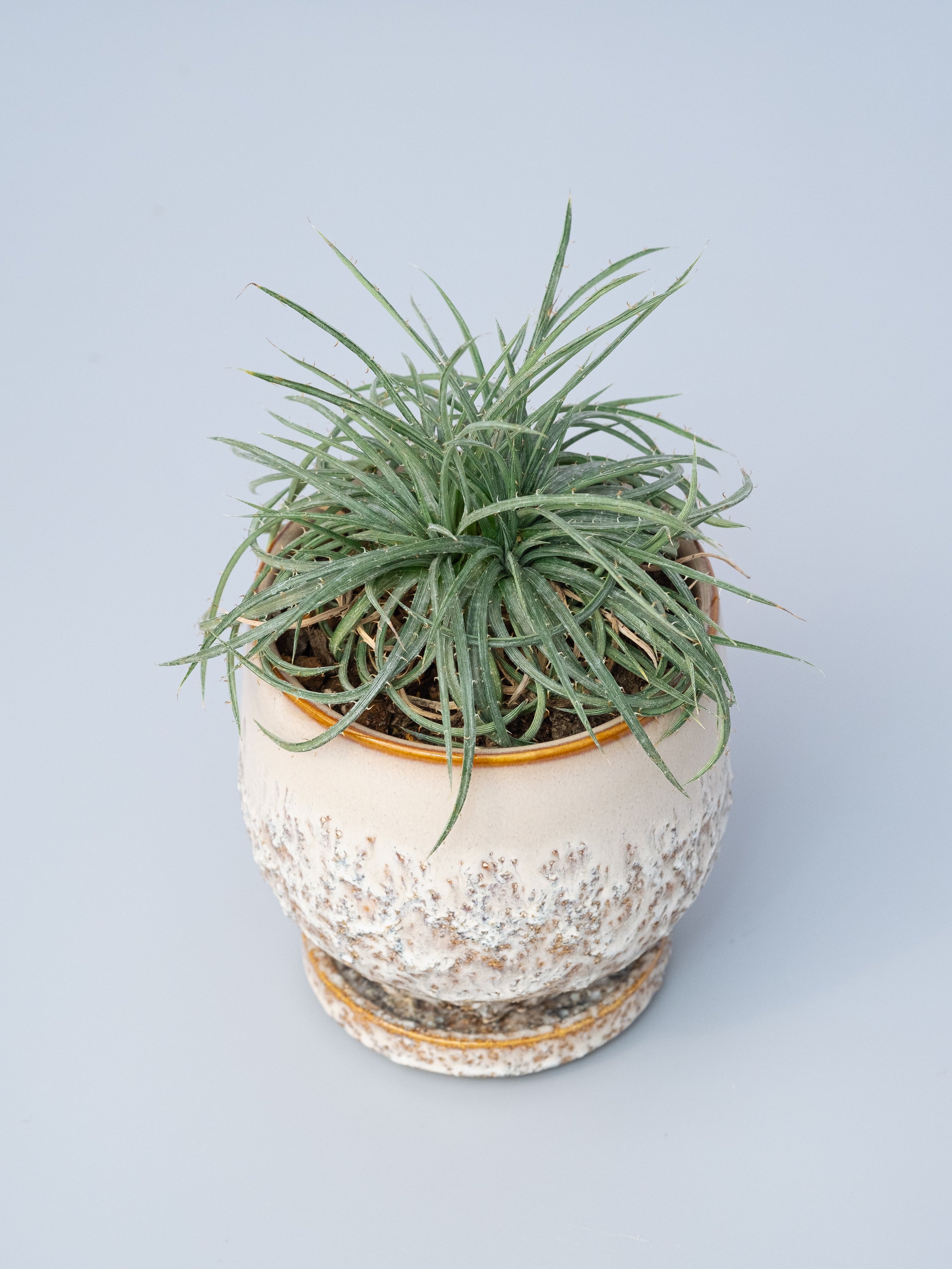 一点もの】ディッキア・コリスタミネア Table-M | 観葉植物・お花の