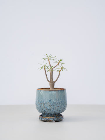 【一点もの】ユーフォルビア・バルサミフェラ Table-M