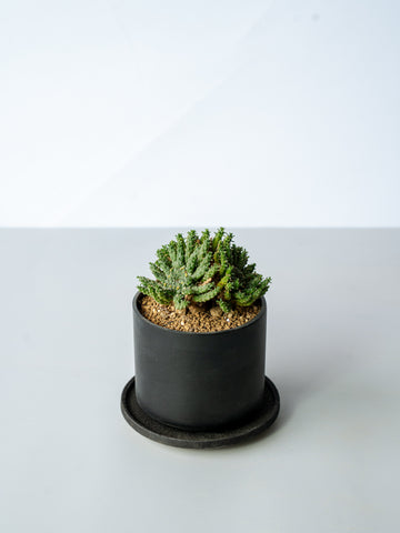 【一点もの】ユーフォルビア・ゴルゴニス Table-M #1