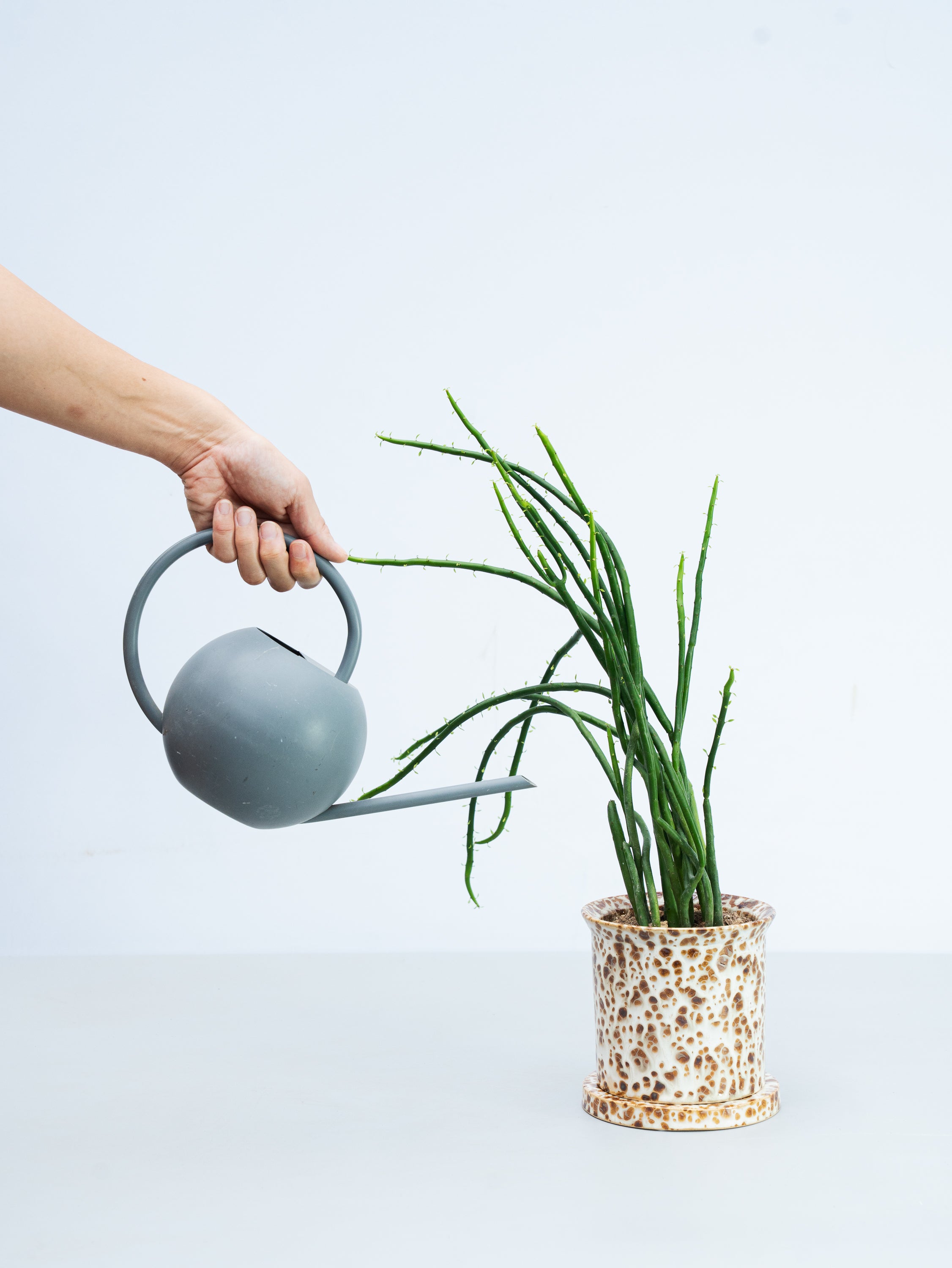 観葉植物 現品1点物！アートタイプ・ユーホルビア・オンコクラータ