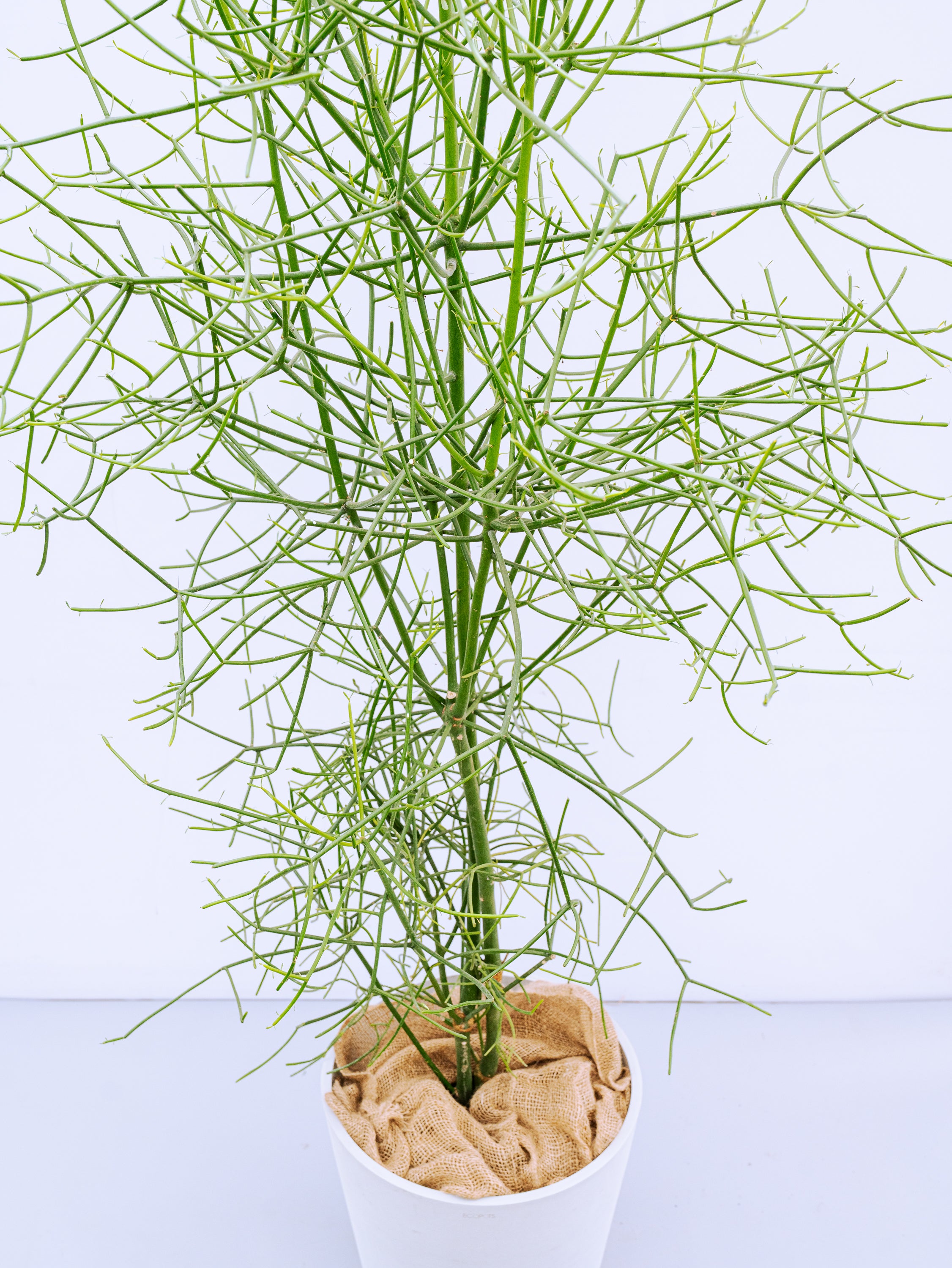 一点もの】ミルクブッシュ XL 【首都圏限定】 | 観葉植物・お花の通販