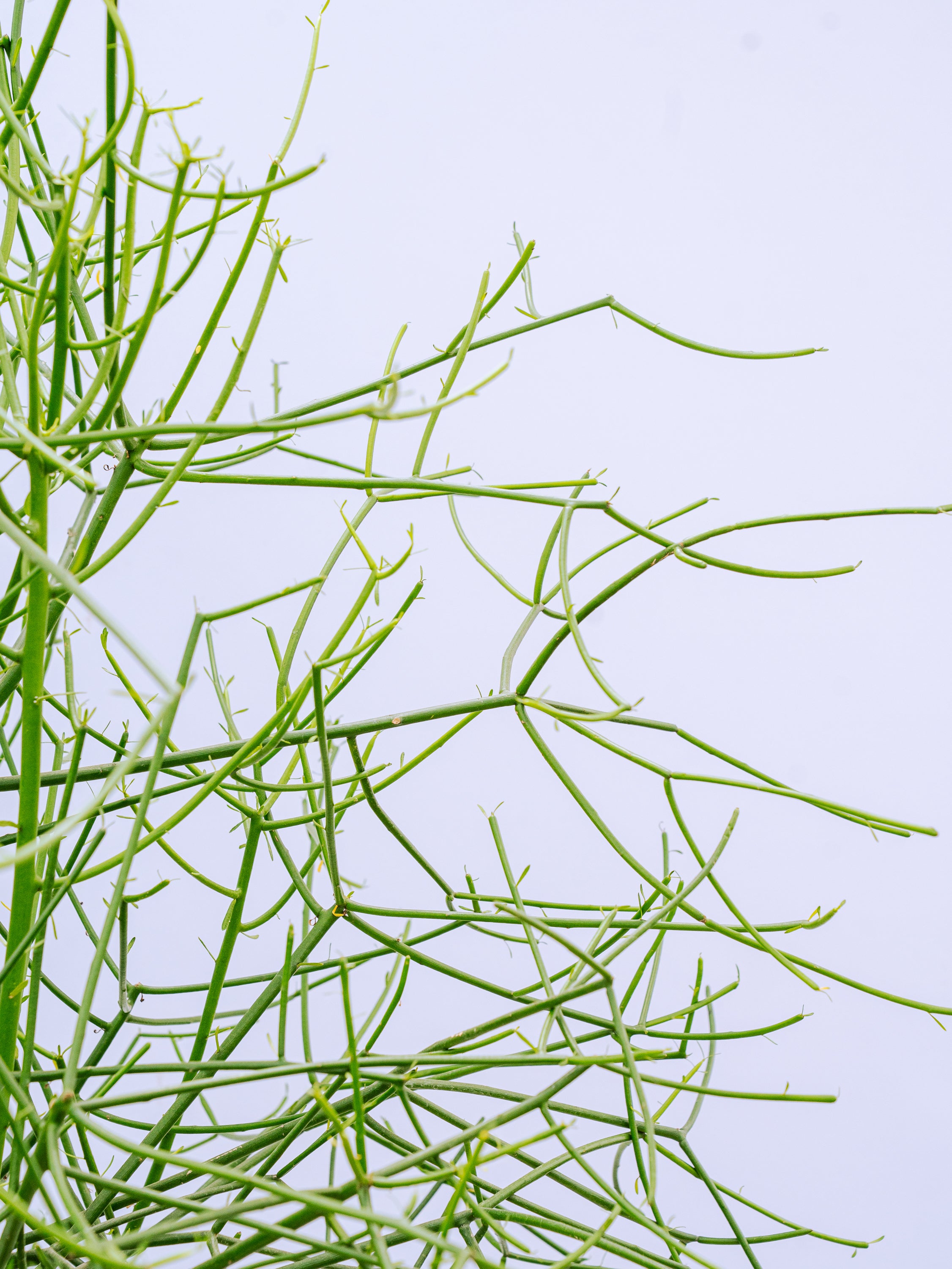 一点もの】ミルクブッシュ XL 【首都圏限定】 | 観葉植物・お花の通販