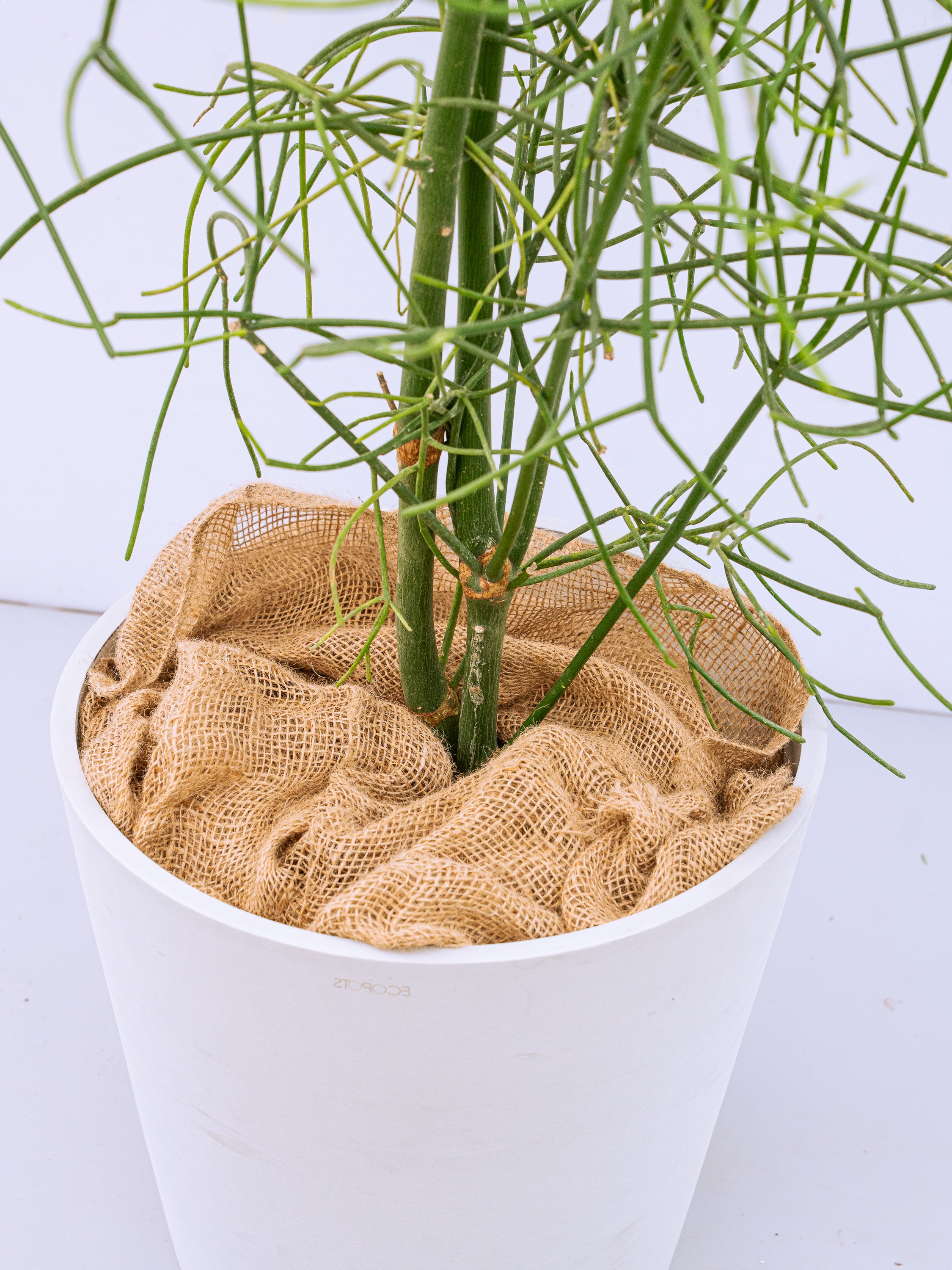 一点もの】ミルクブッシュ XL 【首都圏限定】 | 観葉植物・お花の通販