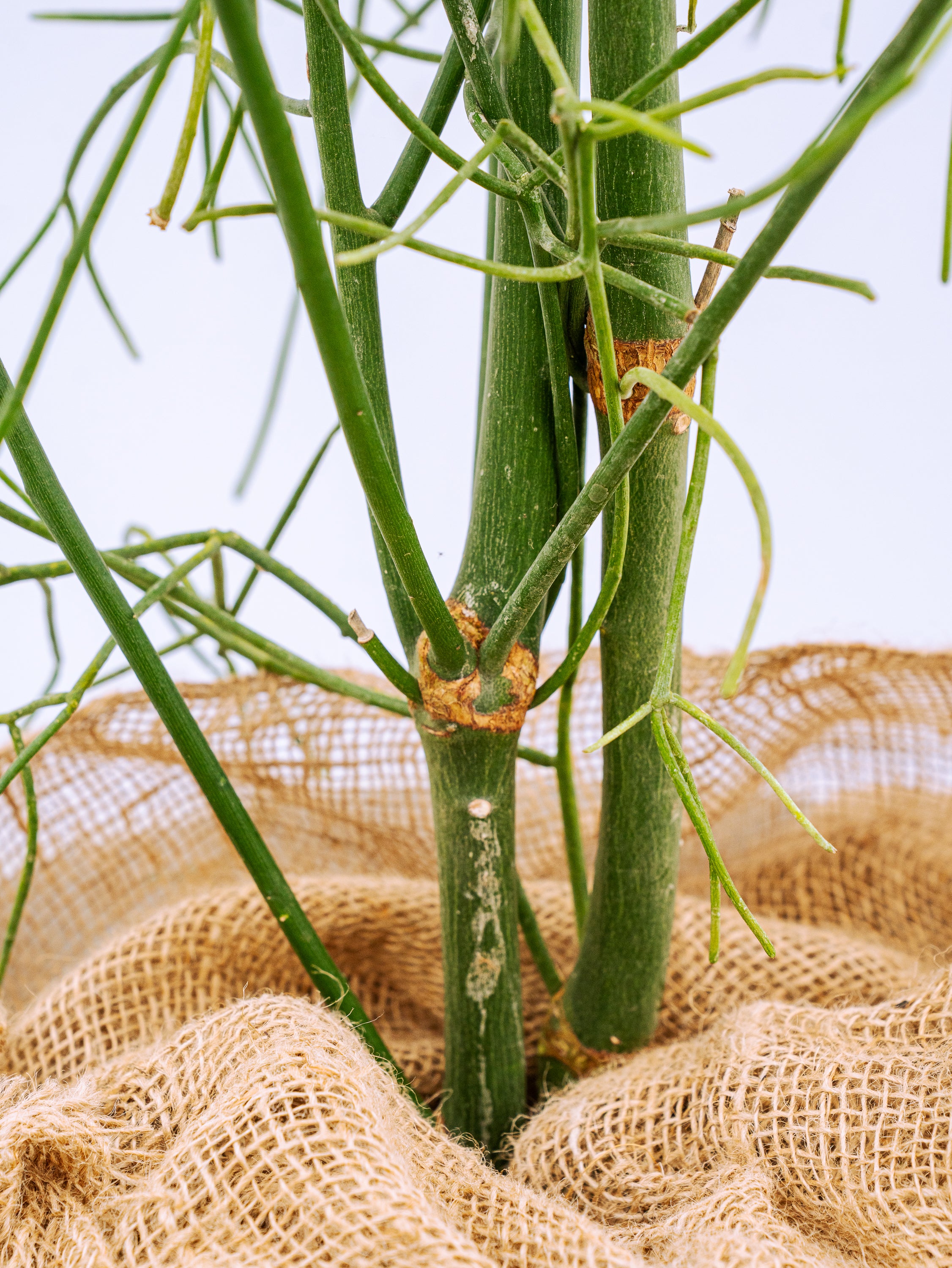 一点もの】ミルクブッシュ XL 【首都圏限定】 | 観葉植物・お花の通販
