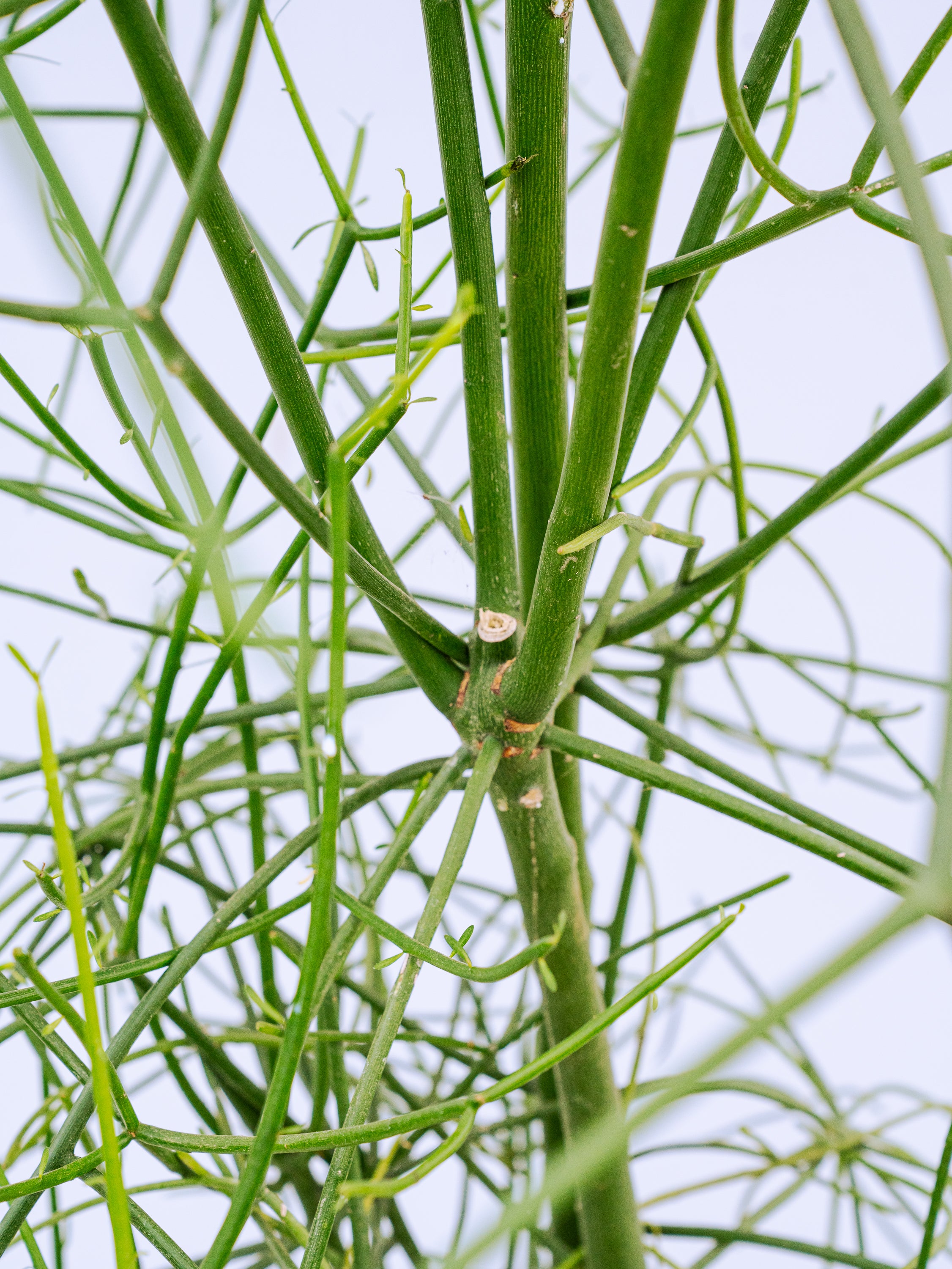 一点もの】ミルクブッシュ XL 【首都圏限定】 | 観葉植物・お花の通販