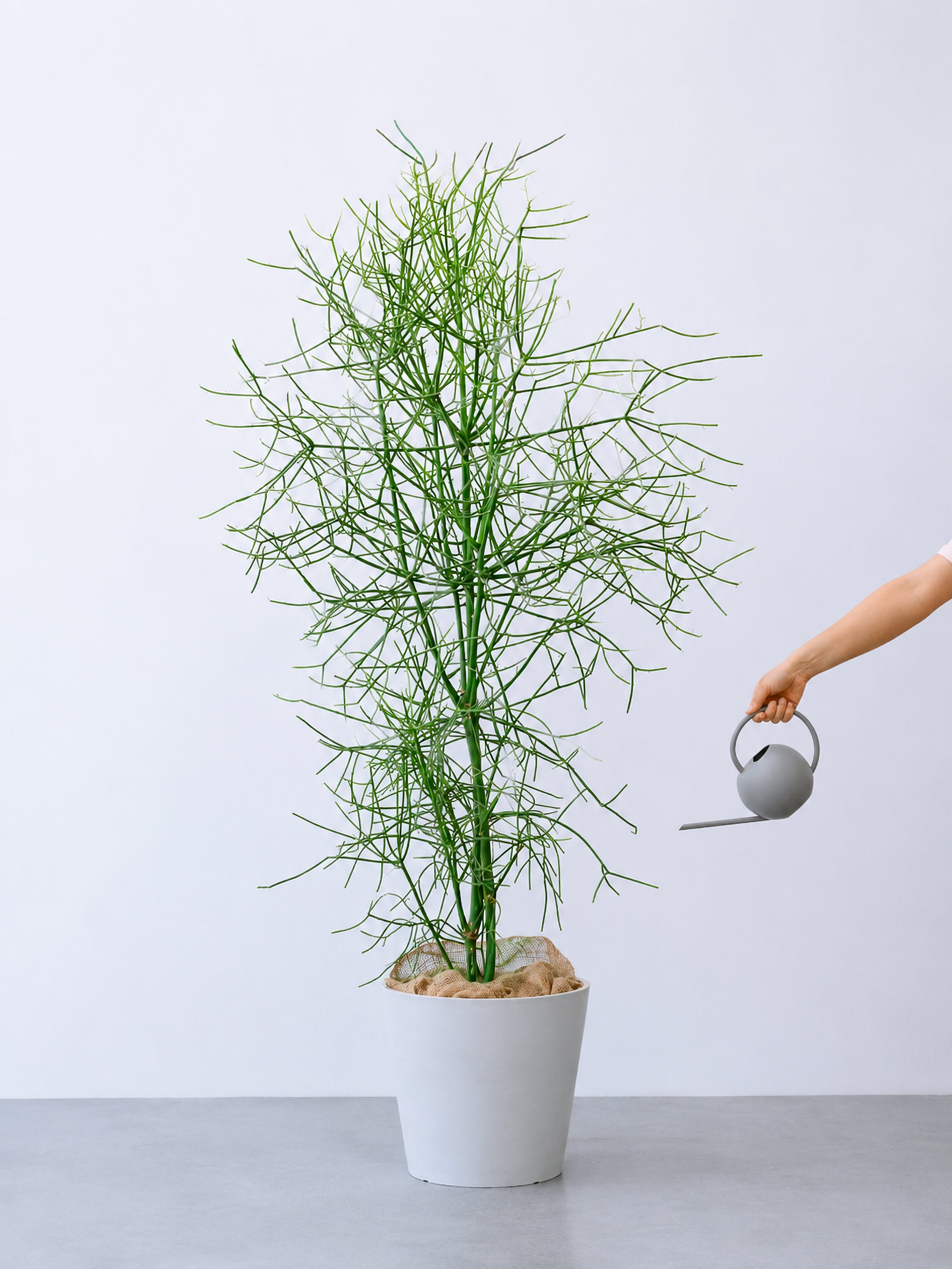 新宿でお渡し限定‼️ 観葉植物　ミルクブッシュ 一点もの】ミルクブッシュ XL 【首都圏限定】 | 観葉植物・お花の通販