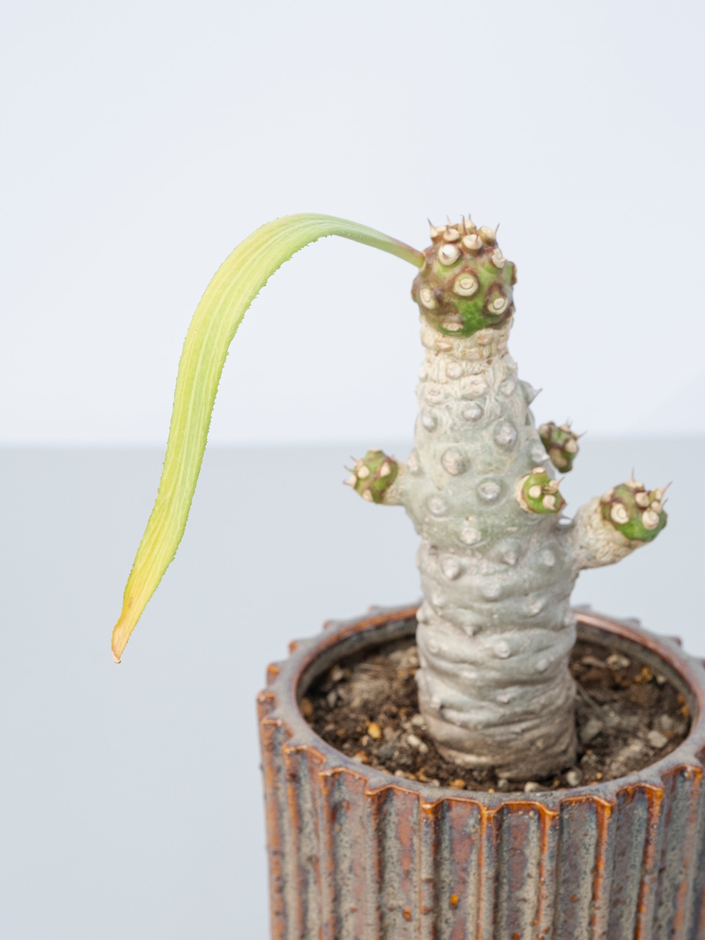 一点もの】ユーフォルビア・ベネニフィカ Table-L #1 | 観葉植物・お花