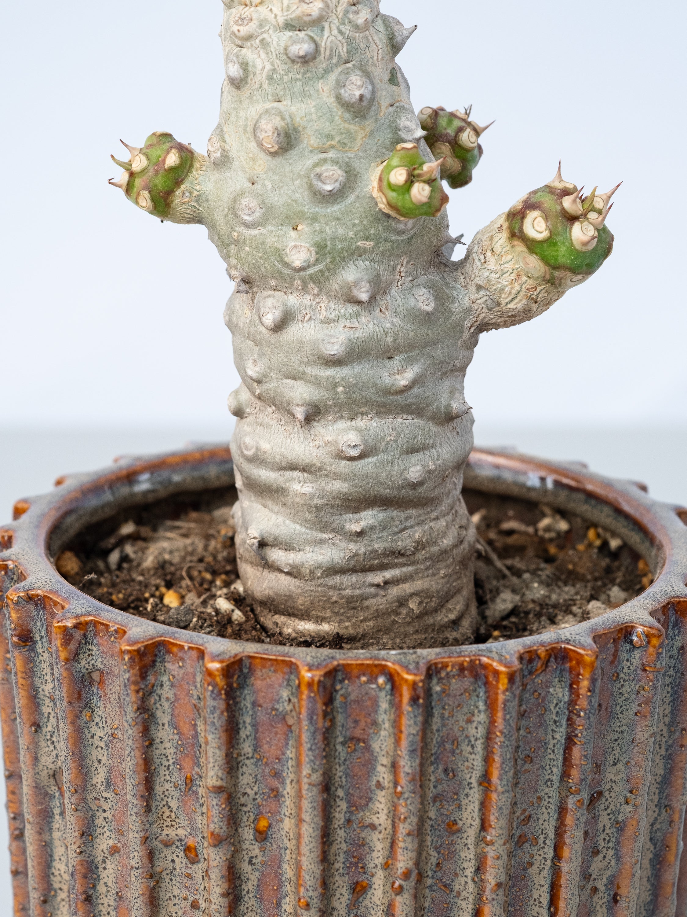 一点もの】ユーフォルビア・ベネニフィカ Table-L #1 | 観葉植物・お花