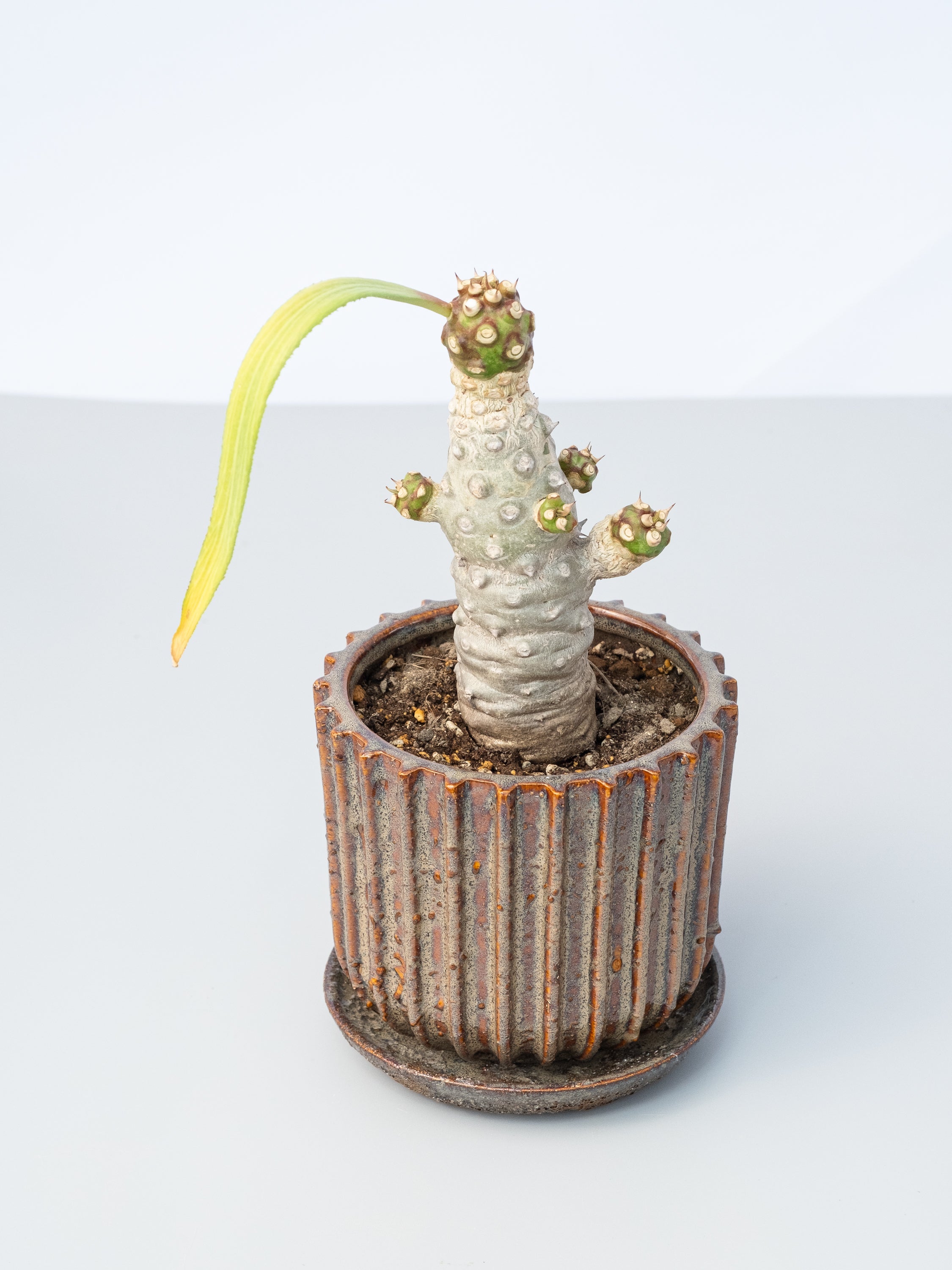 一点もの】ユーフォルビア・ベネニフィカ Table-L #1 | 観葉植物・お花