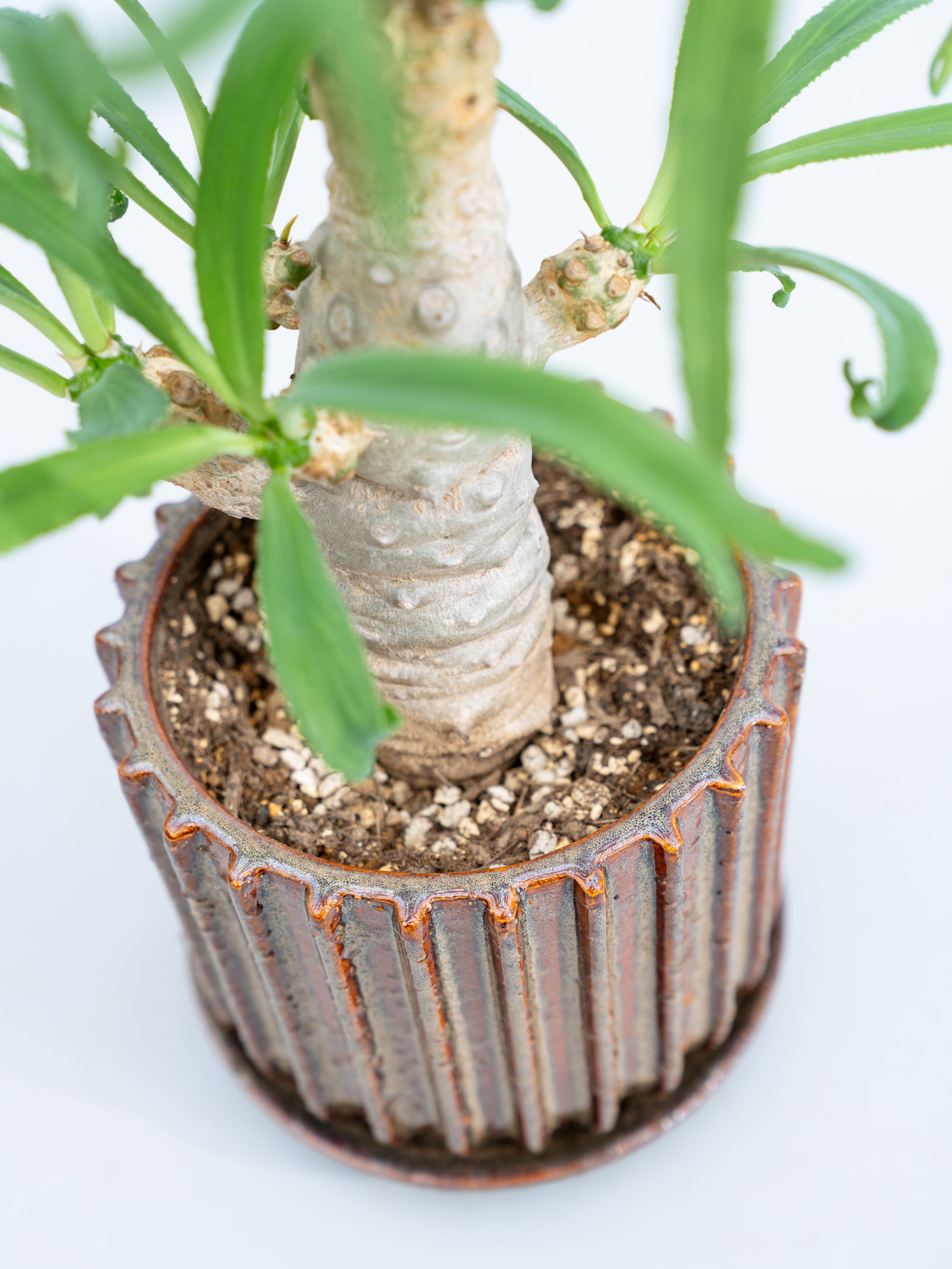 一点もの】ユーフォルビア・ベネニフィカ Table-L #1 | 観葉植物・お花