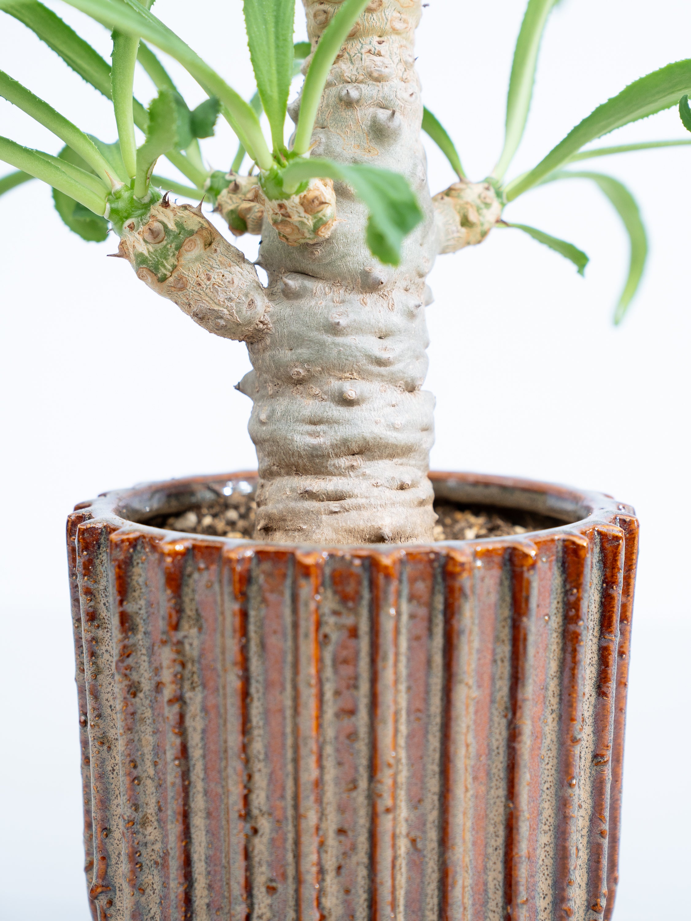 一点もの】ユーフォルビア・ベネニフィカ Table-L #1 | 観葉植物・お花
