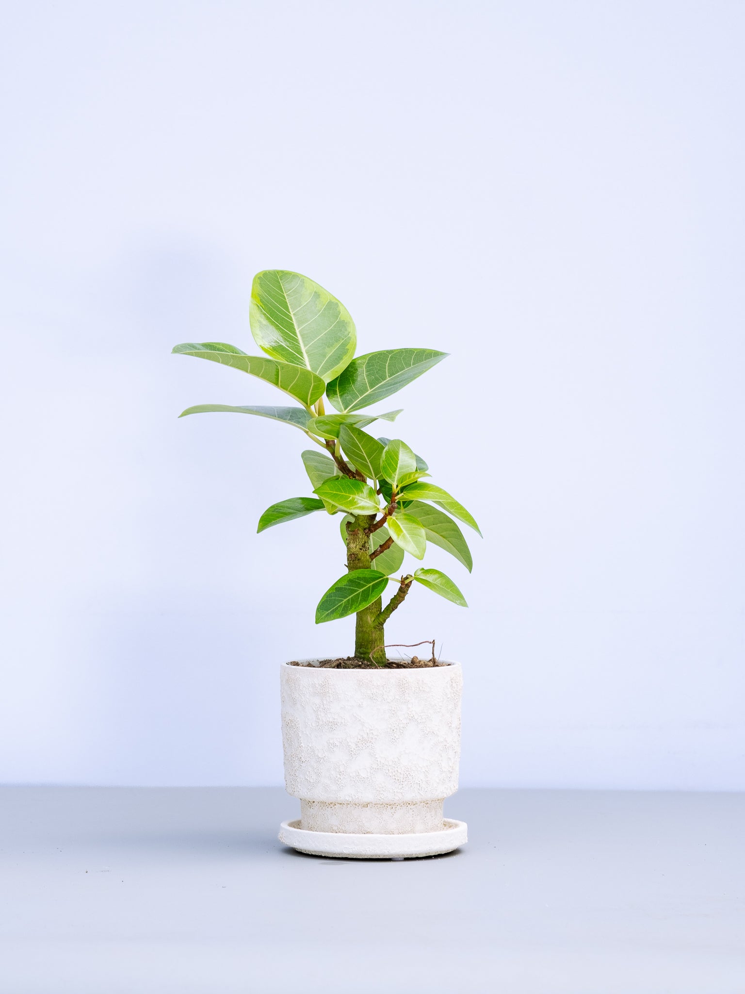 一点もの】フィカス・アルテシマ極上株 Table-L | 観葉植物・お花の